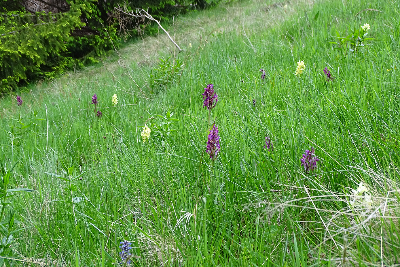 Dactylorhiza sambucina_hochanger.jpg