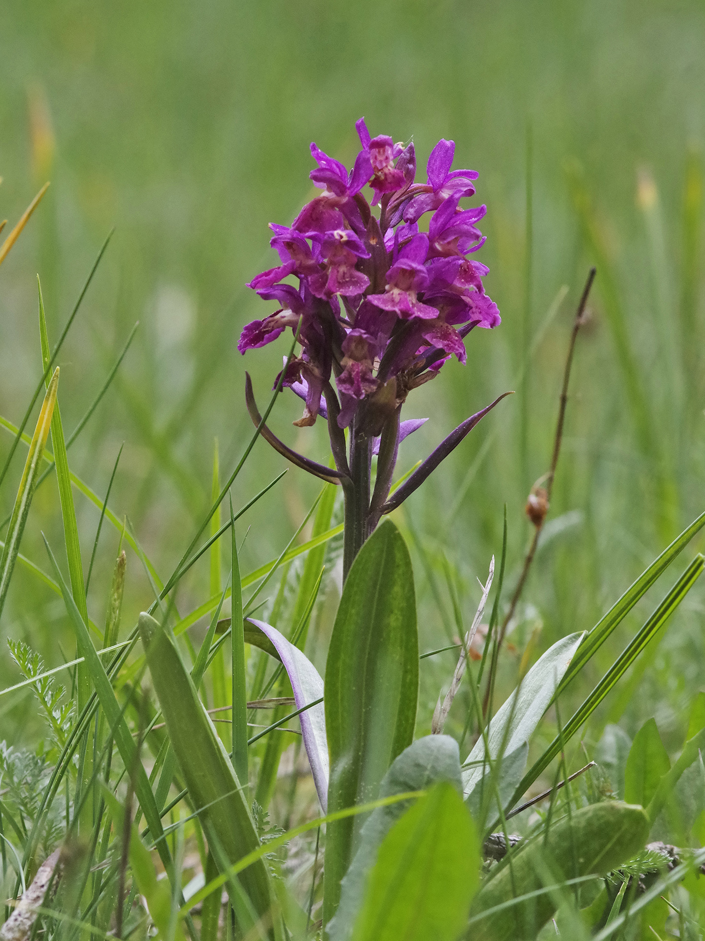 Dactylorhiza sambucina_hochanger3.jpg