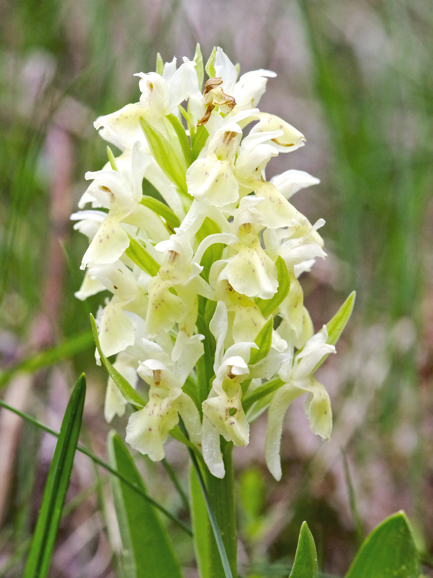 Dactylorhiza sambucina_hochanger2.jpg