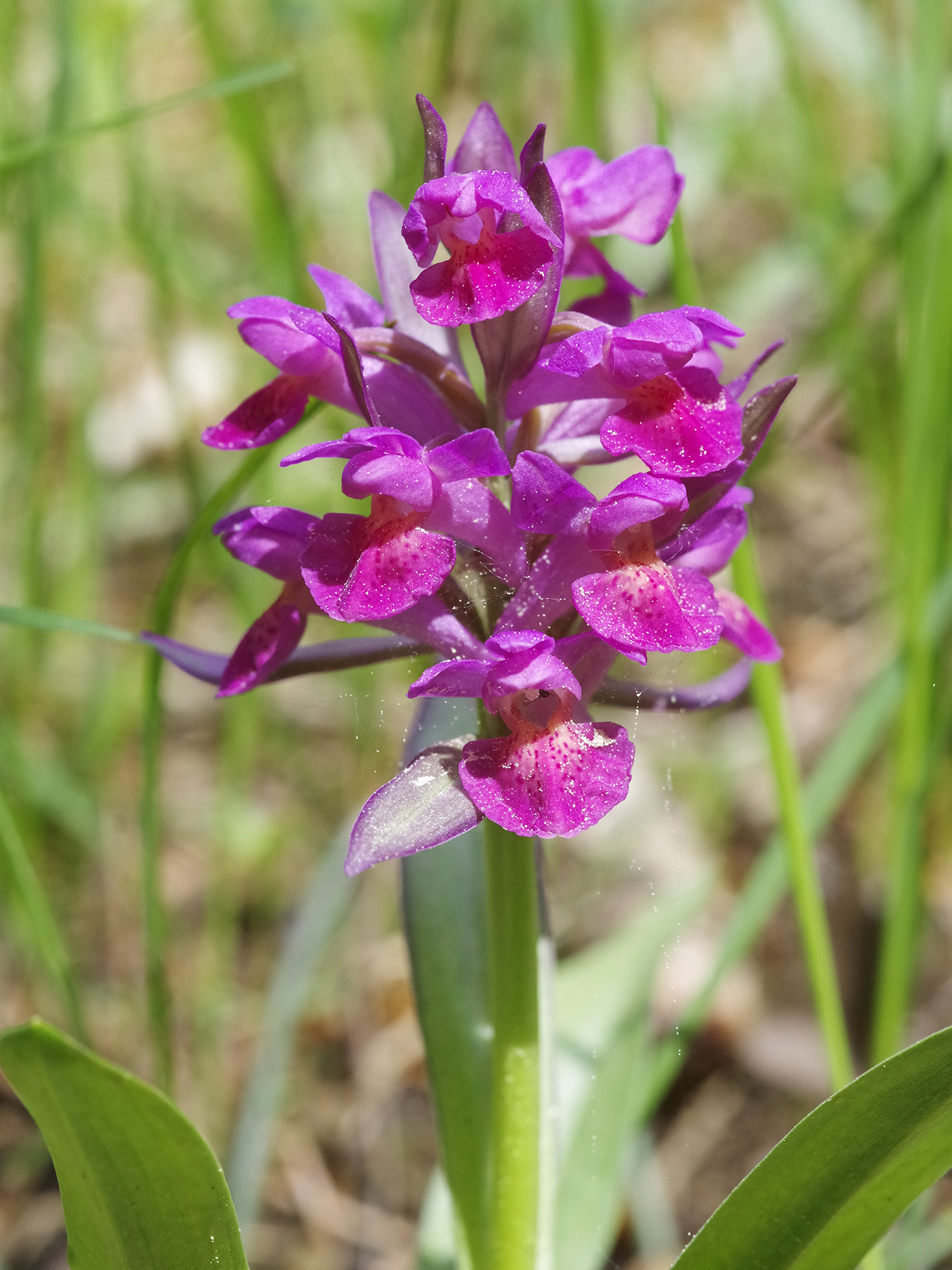 Dactylorhiza sambucina_hochanger1.jpg