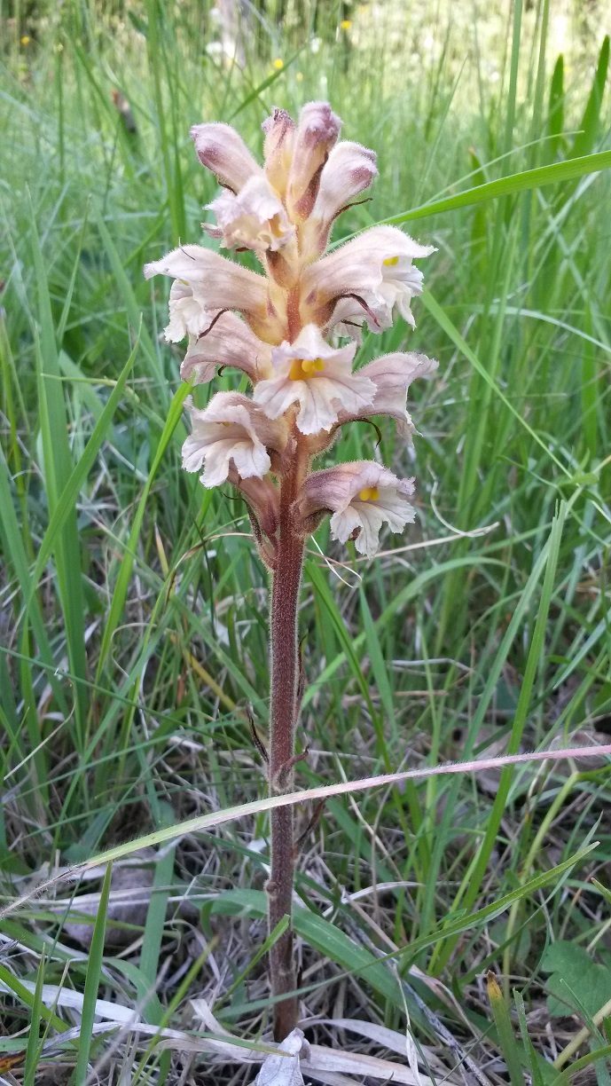 Orobanche_Traunau_210520_.jpg