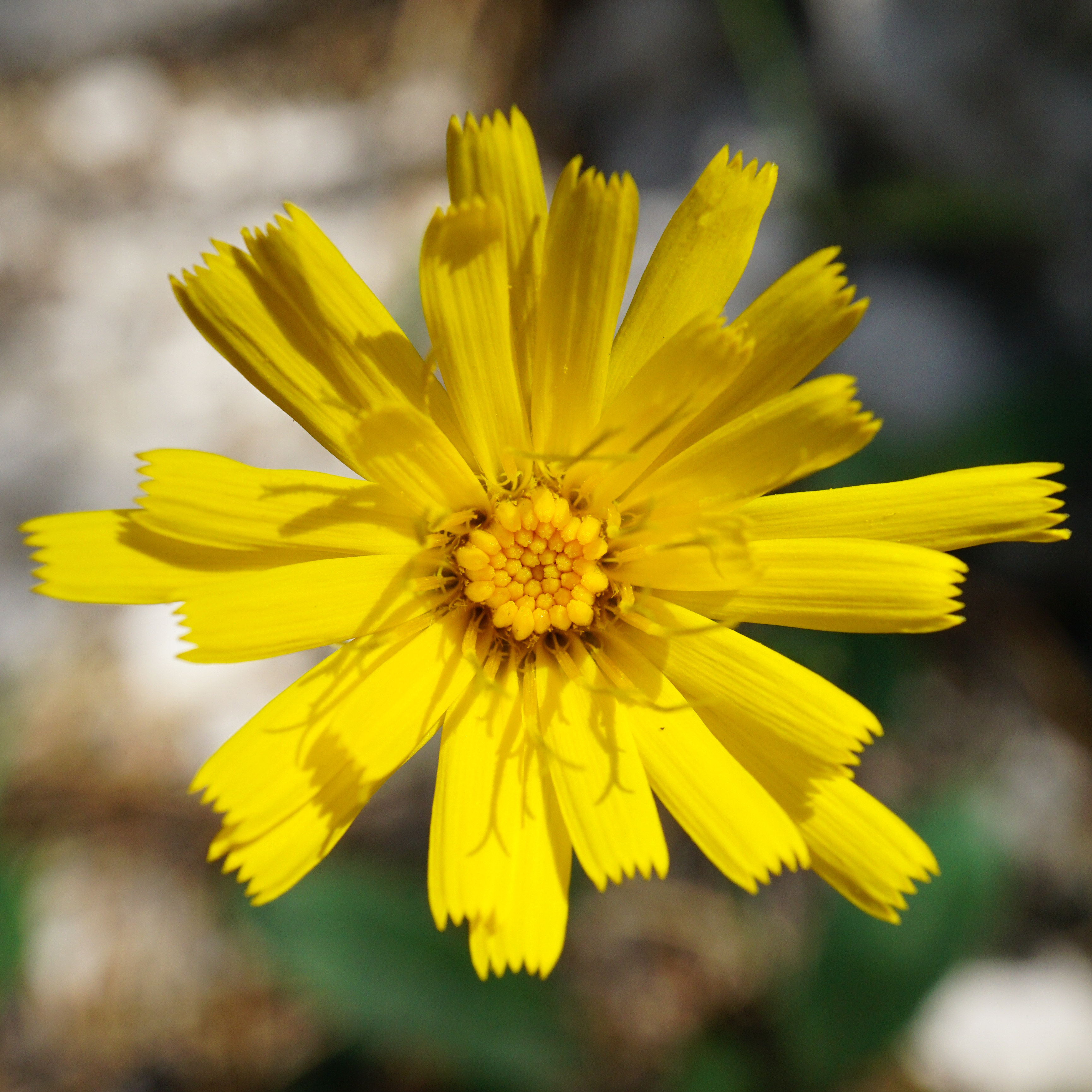 Hieracium_Mödlinger Klause_200522_1.JPG