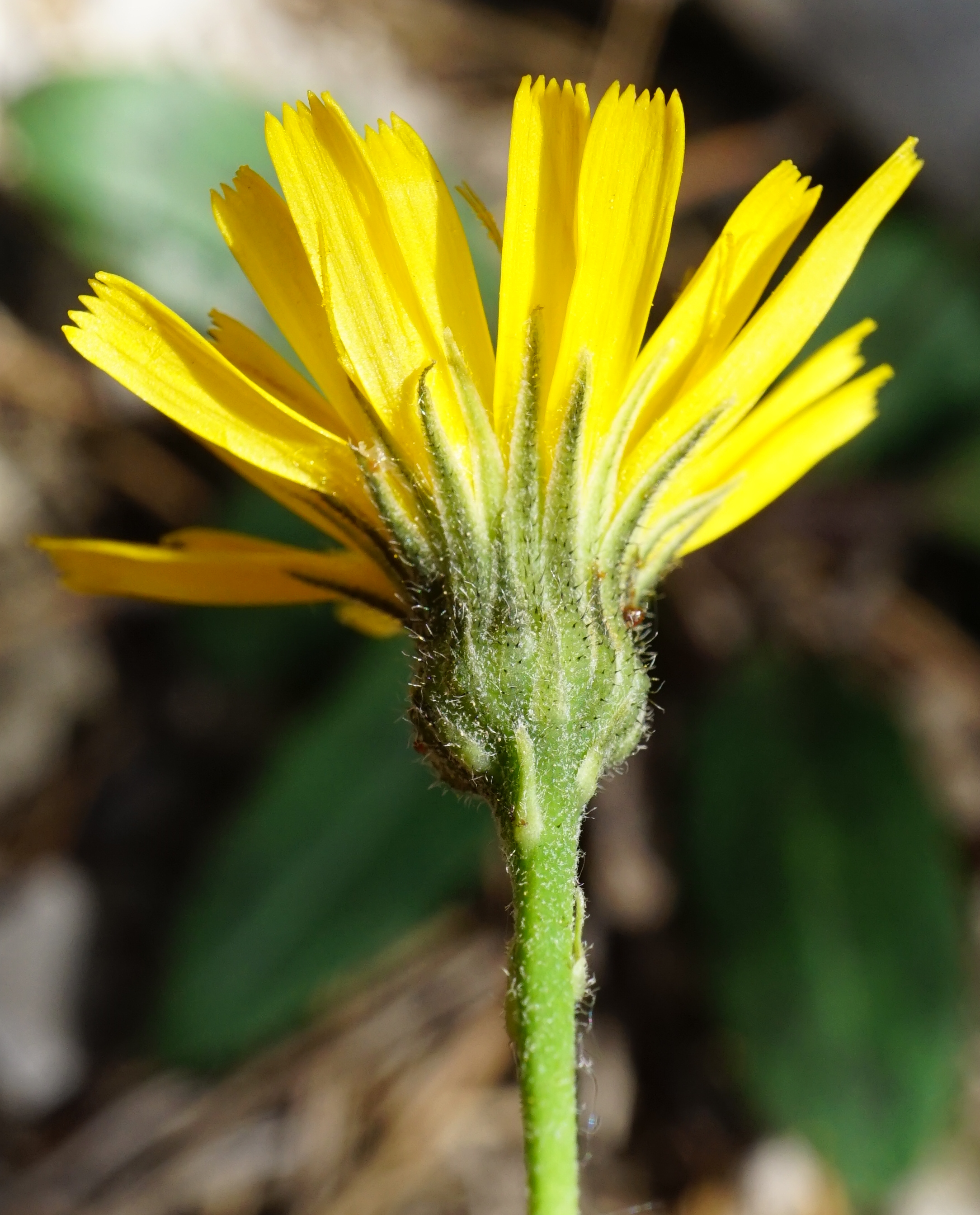 Hieracium_Mödlinger Klause_200522_2.JPG