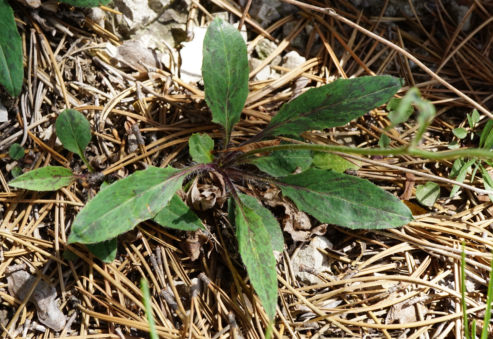 Hieracium_Mödlinger Klause_200522_3.JPG