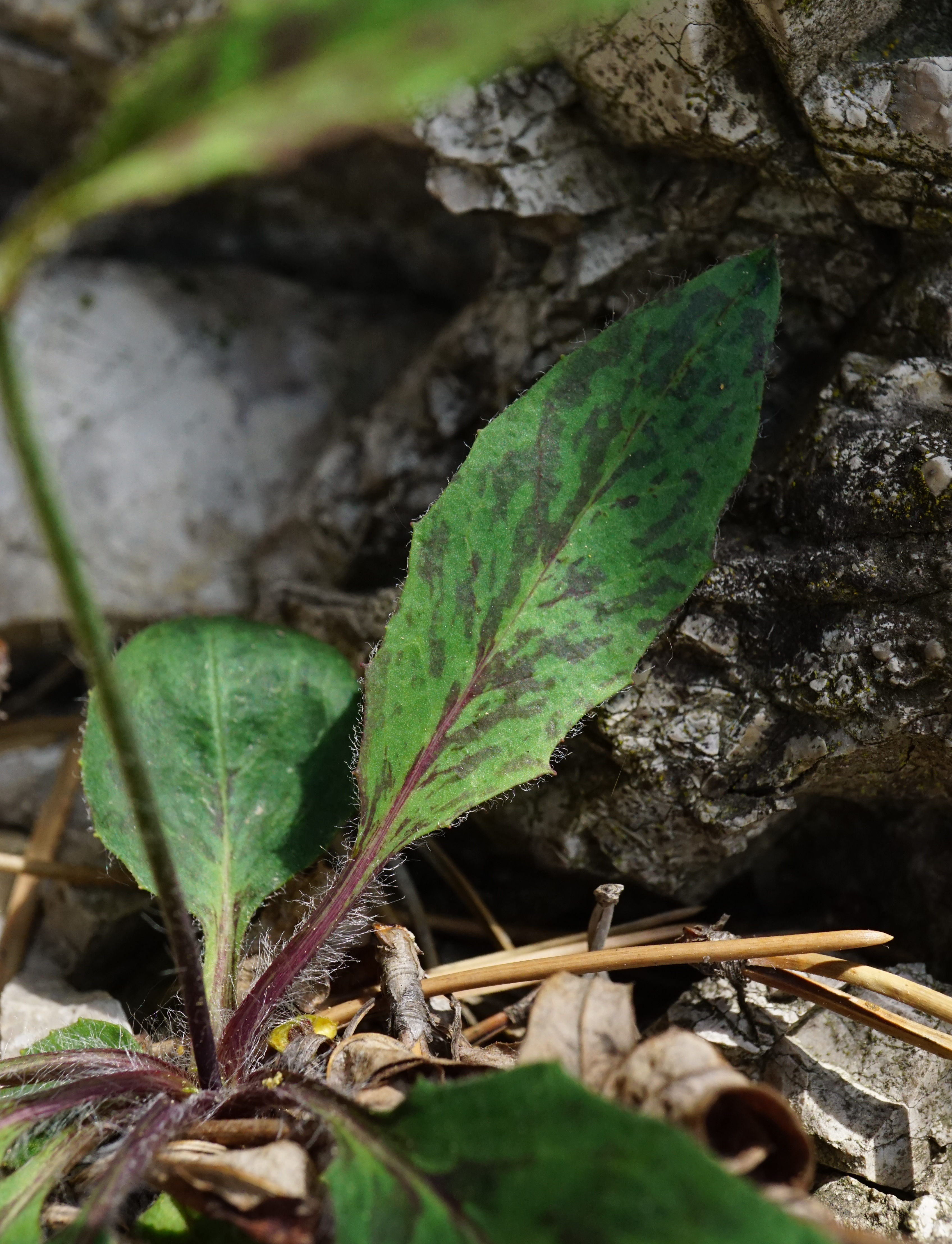 Hieracium_Mödlinger Klause_200522_4.JPG