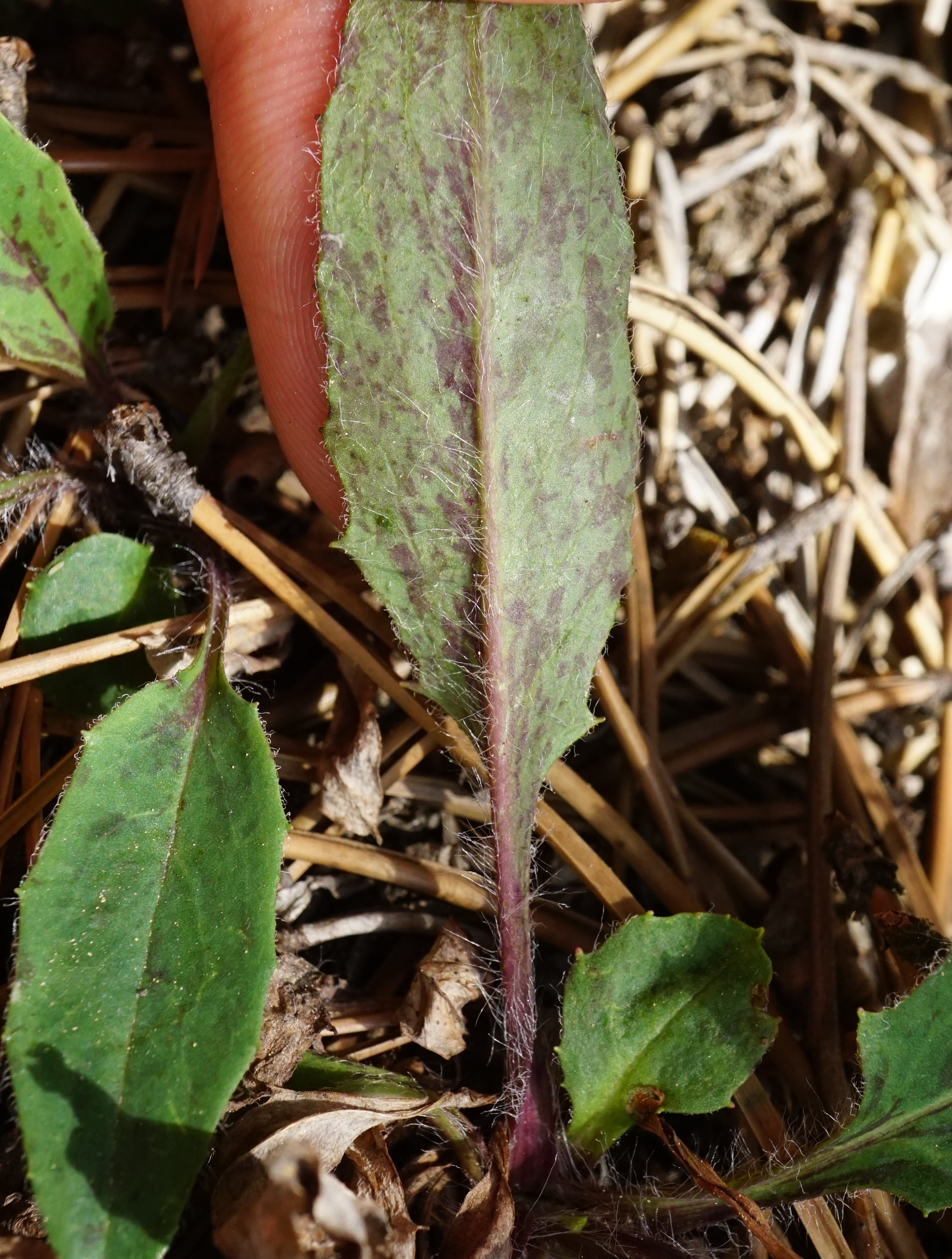 Hieracium_Mödlinger Klause_200522_5.JPG