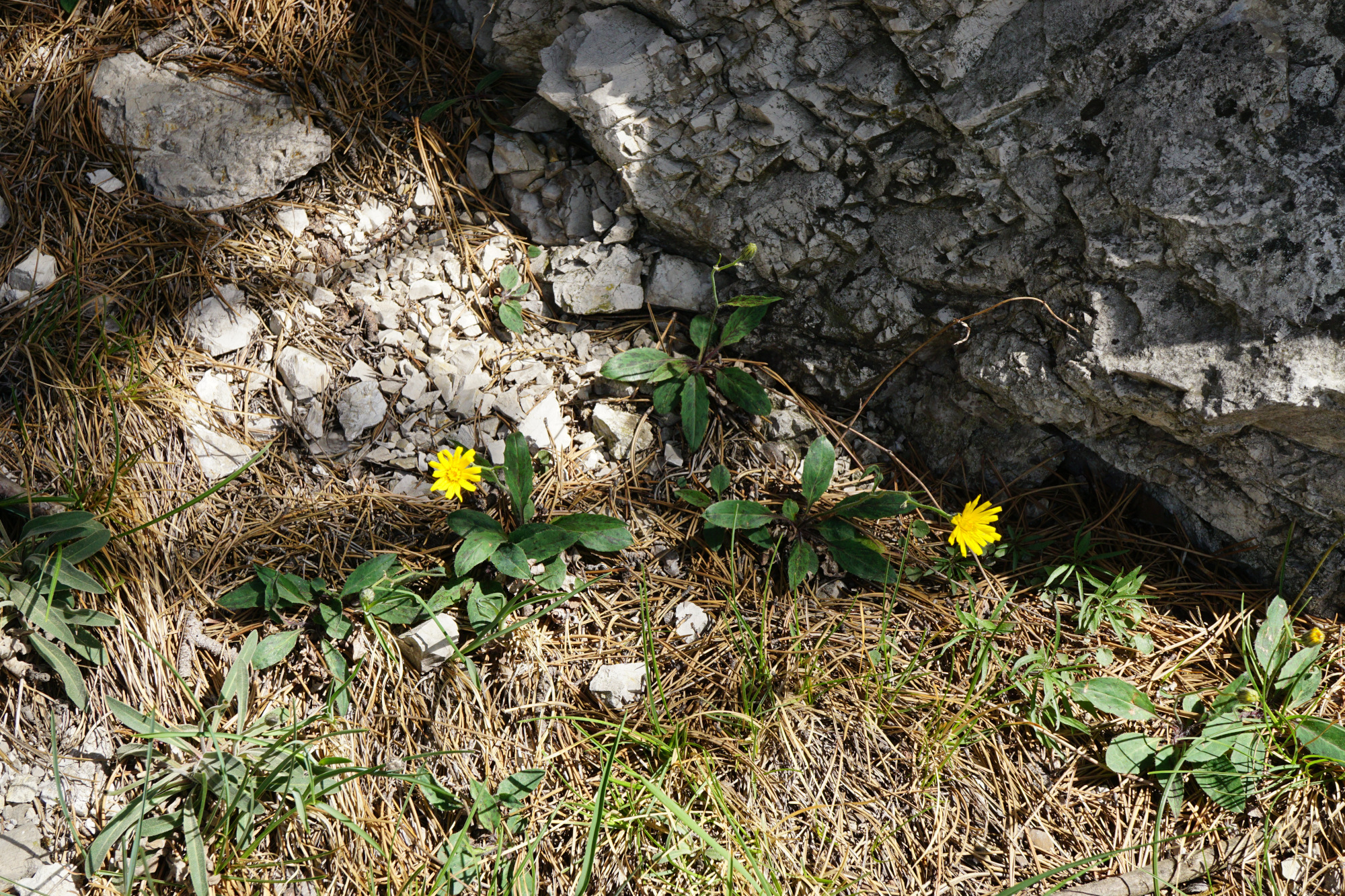 Hieracium_Mödlinger Klause_200522_6.JPG