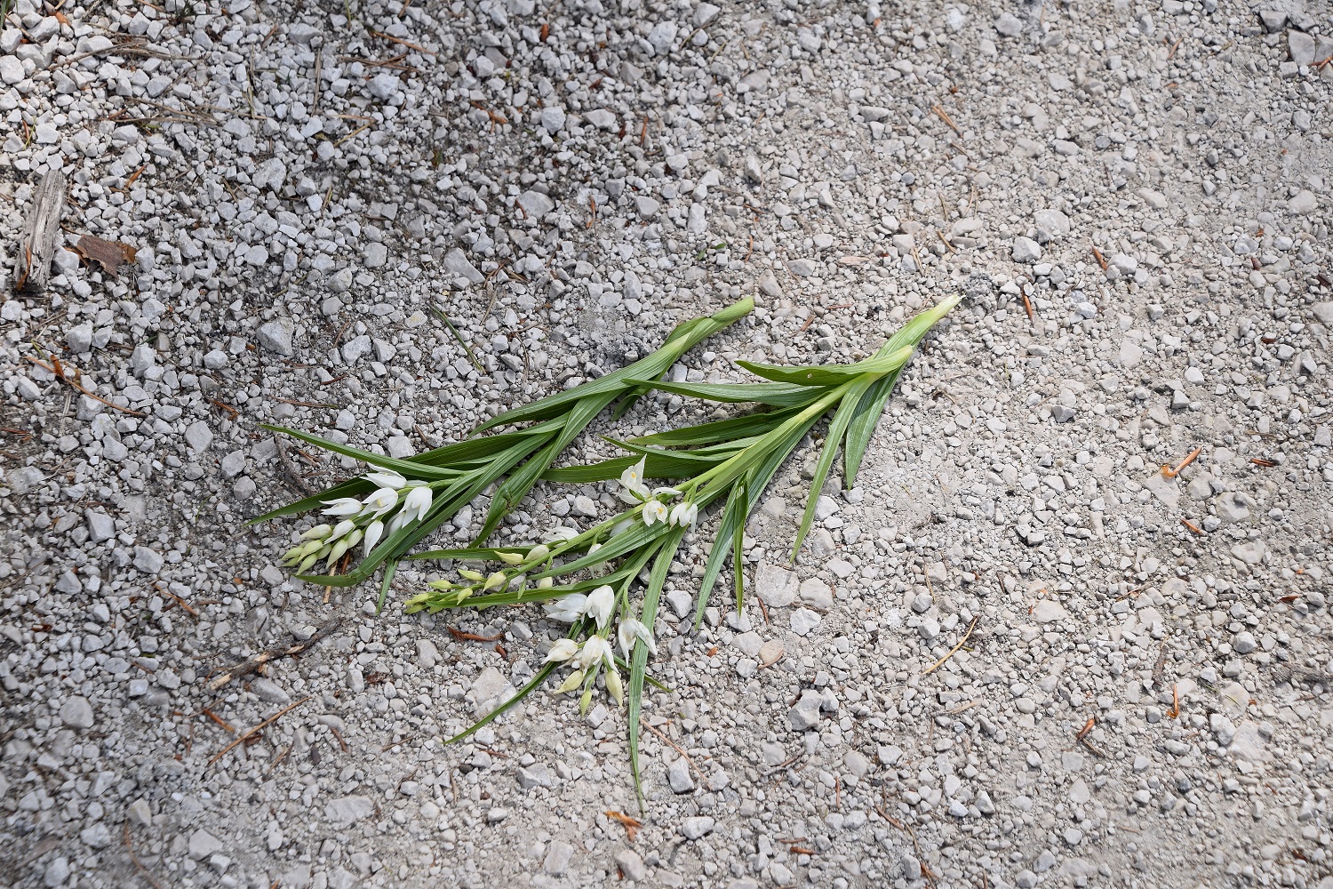 Jochart-21052020-(335) - Cephalantera longifolia - Schmalblatt-Waldvögelein - abgerissen.JPG
