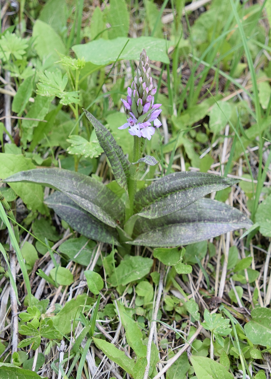 Kernhof - K-22052020-(66) - Nasswiese - Dactylorhiza majalis - Breitblatt-Fingerwurz.JPG