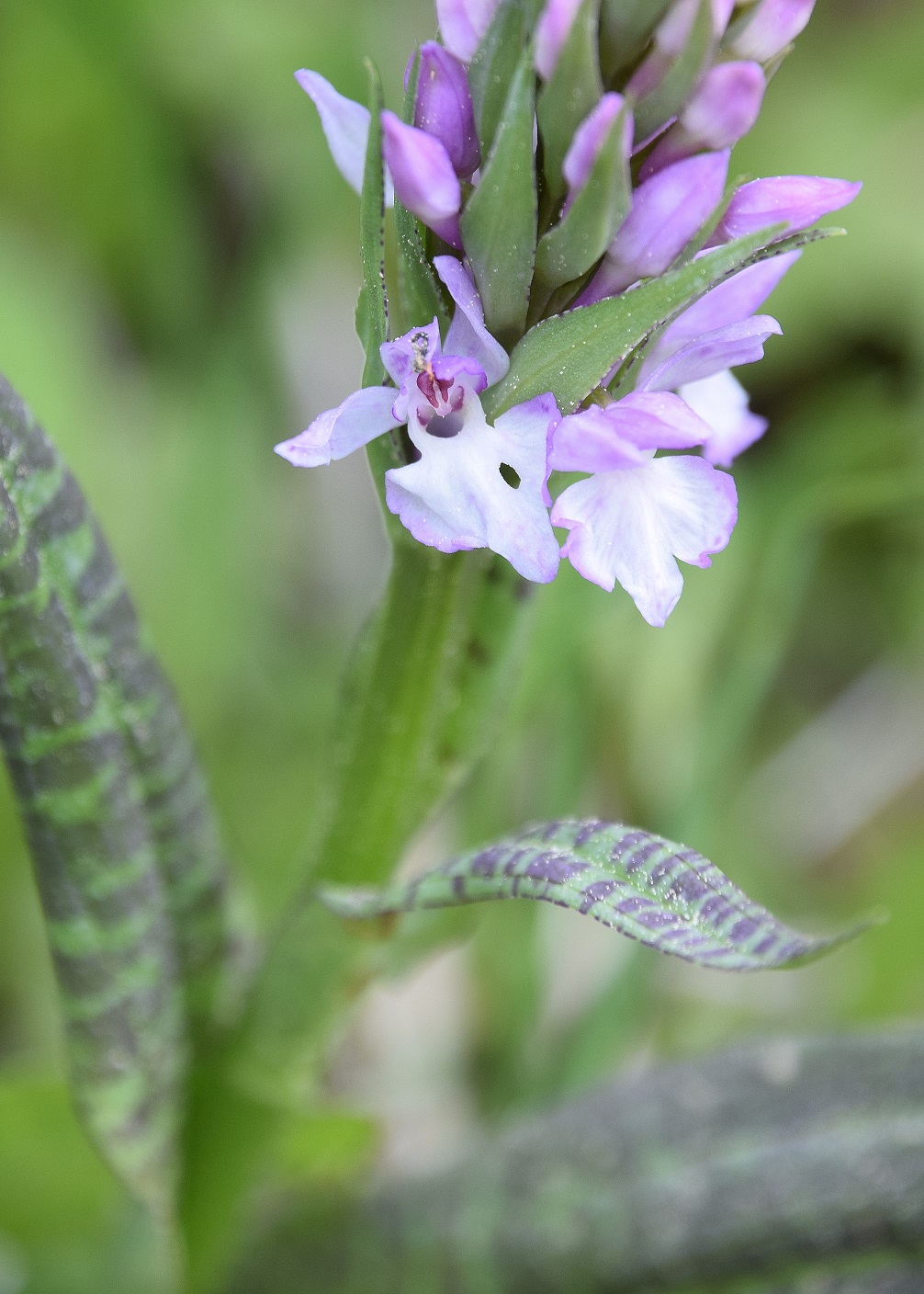 Kernhof - K-22052020-(68) - Nasswiese - Dactylorhiza majalis - Breitblatt-Fingerwurz.JPG