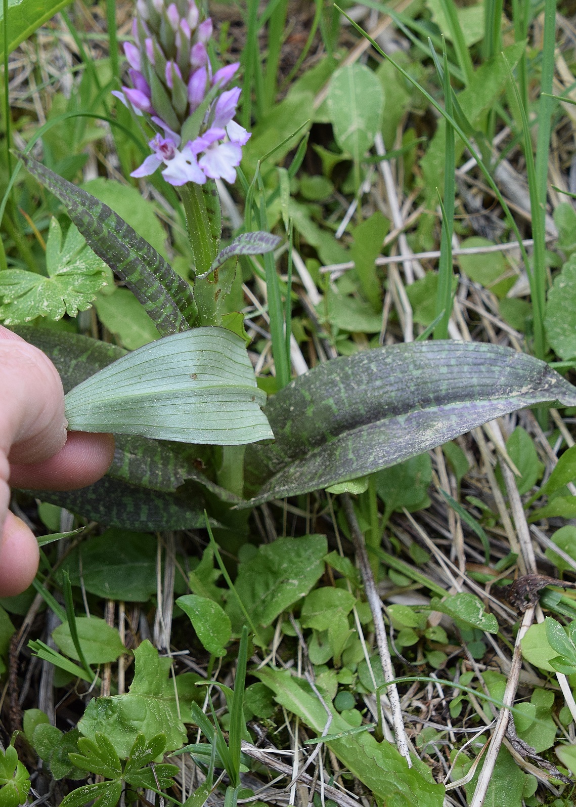 Kernhof - K-22052020-(70) - Nasswiese - Dactylorhiza majalis - Breitblatt-Fingerwurz.JPG