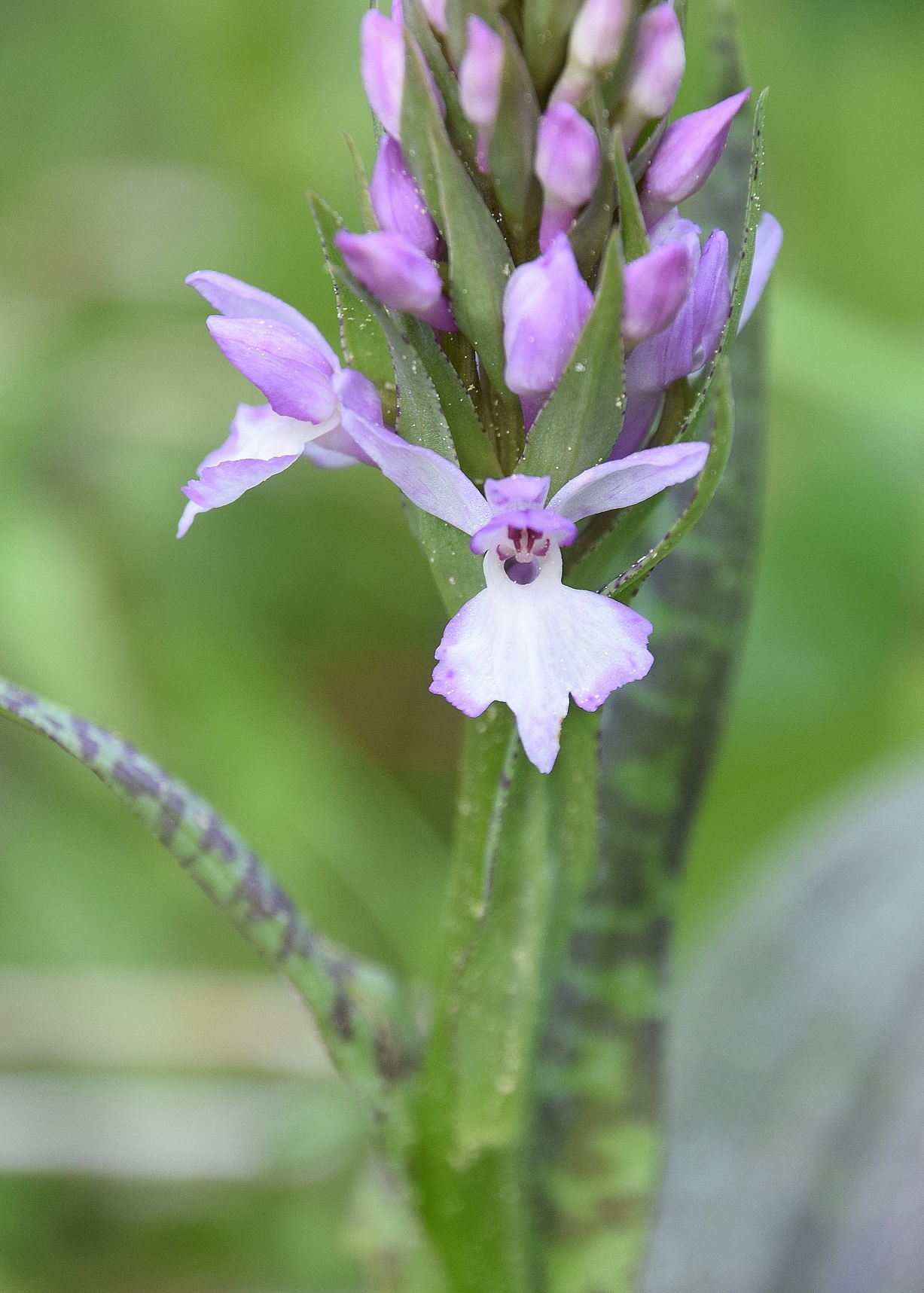 Kernhof - K-22052020-(71) - Nasswiese - Dactylorhiza majalis - Breitblatt-Fingerwurz.JPG