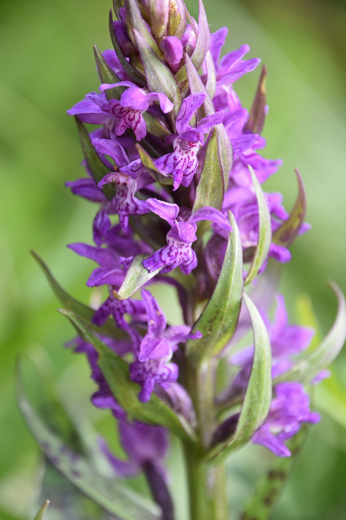 Kernhof - K-22052020-(78) - Nasswiese - Dactylorhiza majalis - Breitblatt-Fingerwurz.JPG