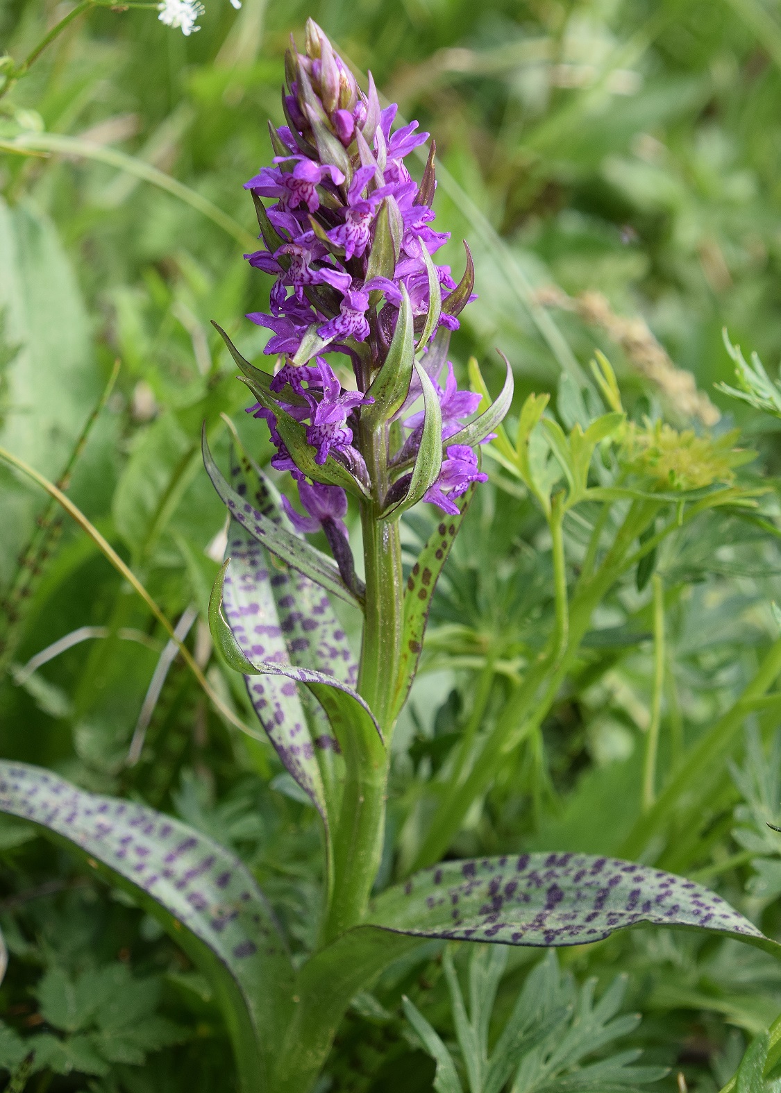 Kernhof - K-22052020-(79) - Nasswiese - Dactylorhiza majalis - Breitblatt-Fingerwurz.JPG