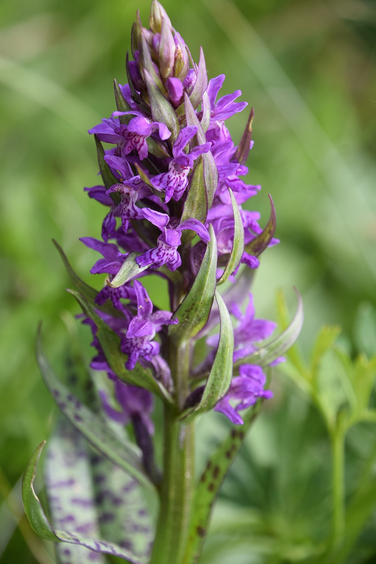 Kernhof - K-22052020-(80) - Nasswiese - Dactylorhiza majalis - Breitblatt-Fingerwurz.JPG