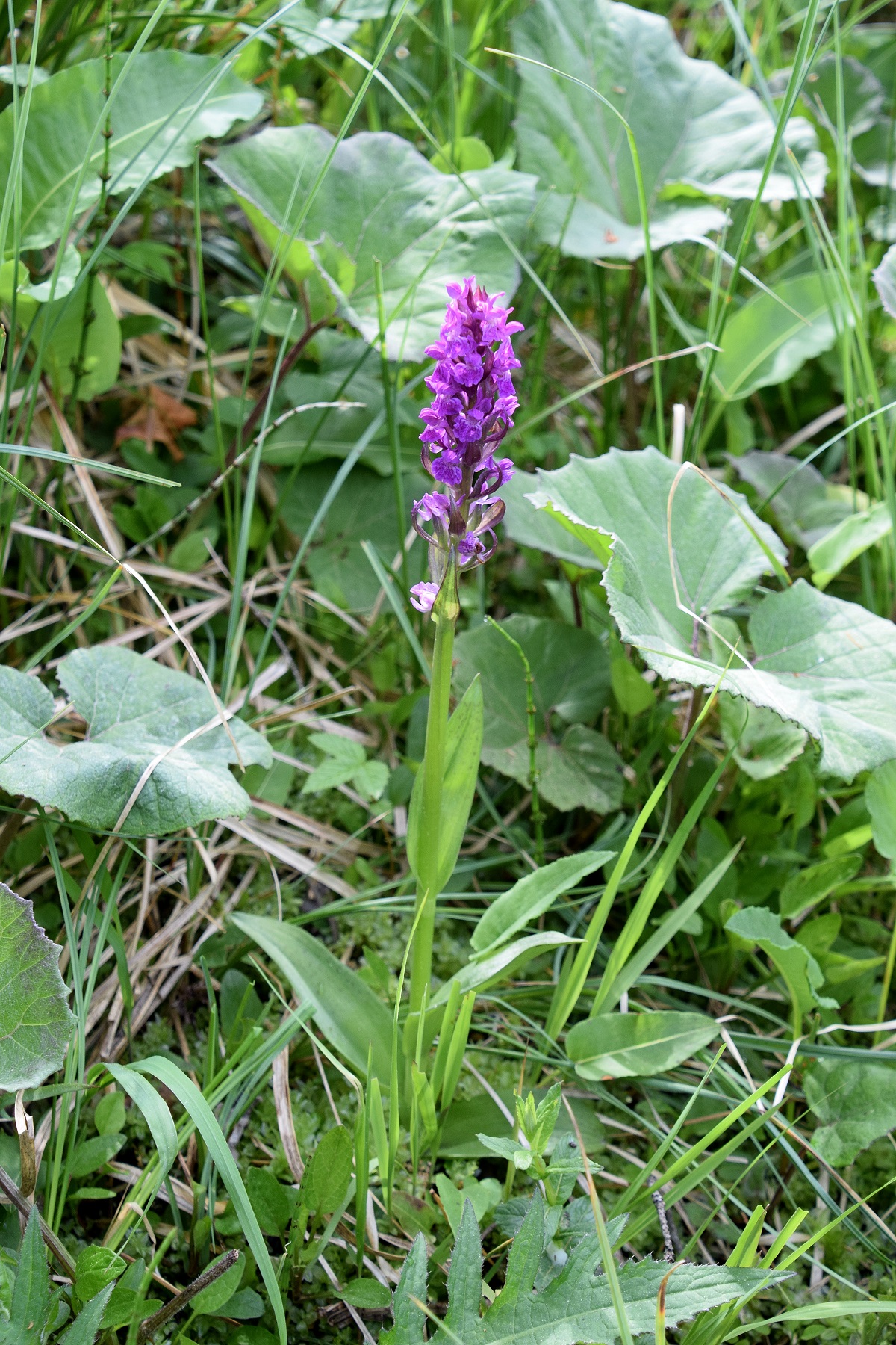 Jochart-21052020-(22) - Strasse - cf Dactylorhiza majalis - Breitblatt-Fingerwurz.JPG