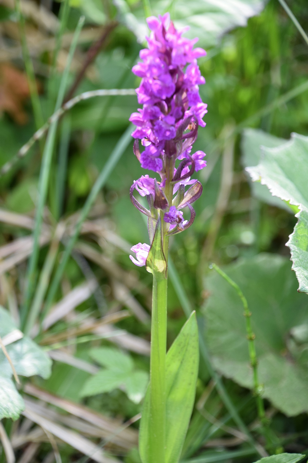 Jochart-21052020-(23) - Strasse - cf Dactylorhiza majalis - Breitblatt-Fingerwurz.JPG