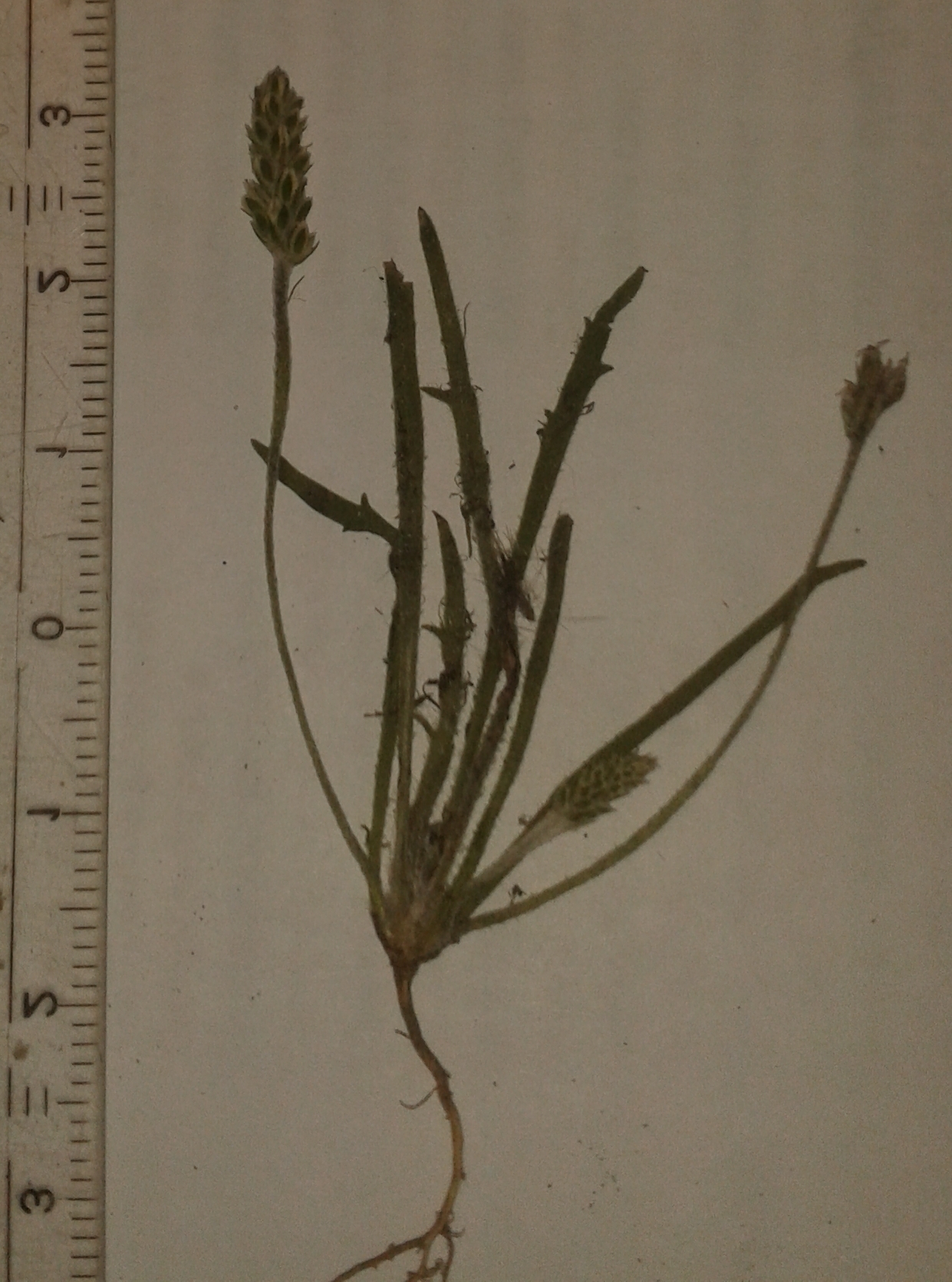 Plantago coronopus_Pass Strub.jpg