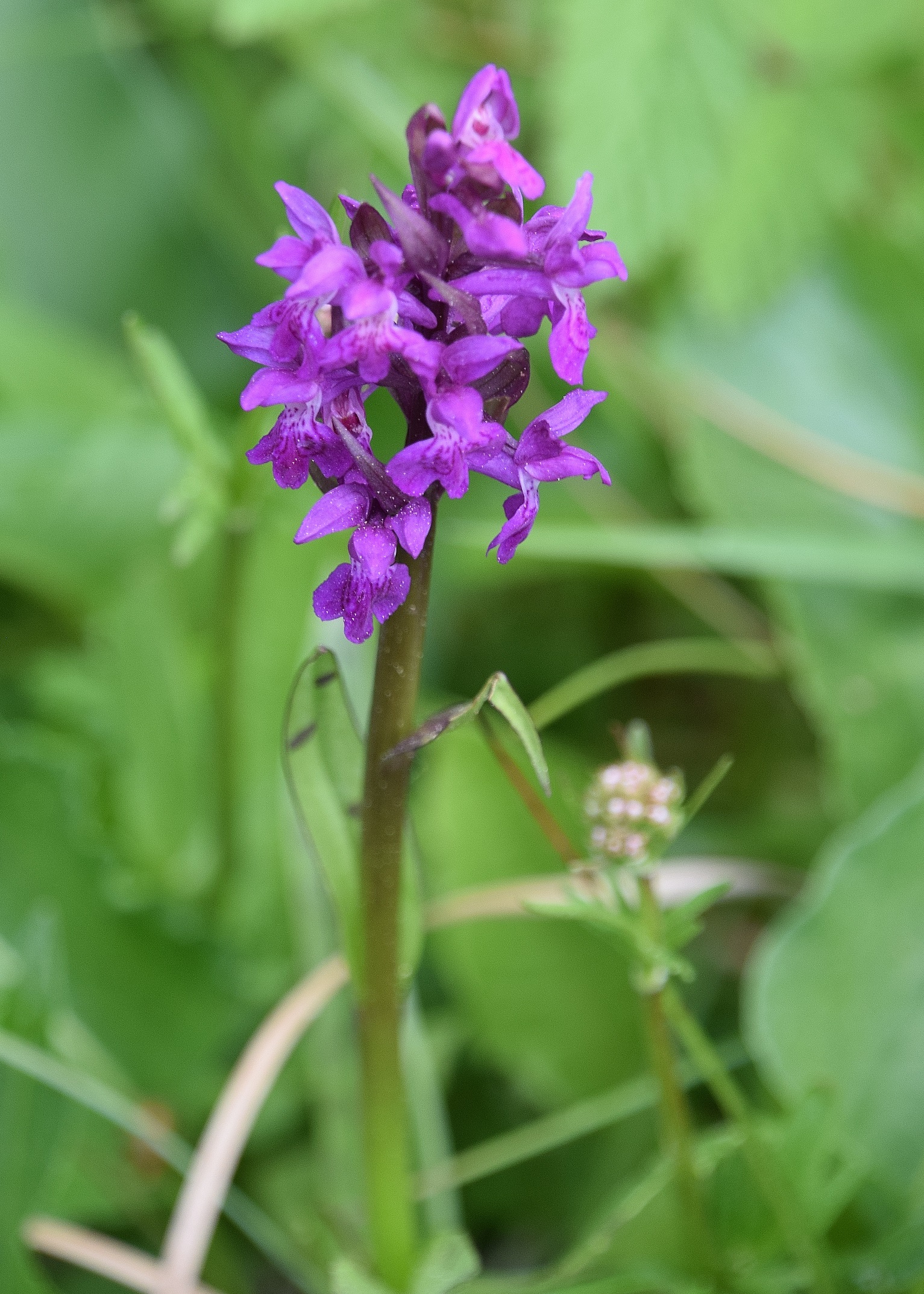 Jochart-21052020-(35) - Strasse  - cf Dactylorhiza majalis - Breitblatt-Fingerwurz.JPG