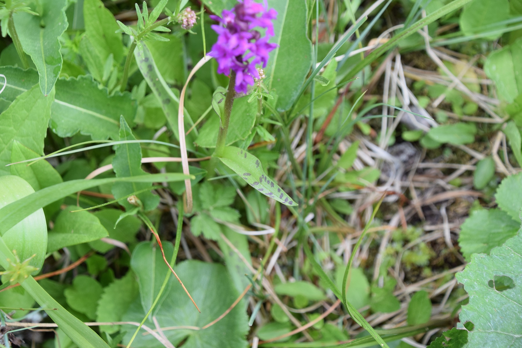 Jochart-21052020-(36) - Strasse  - cf Dactylorhiza majalis - Breitblatt-Fingerwurz.JPG