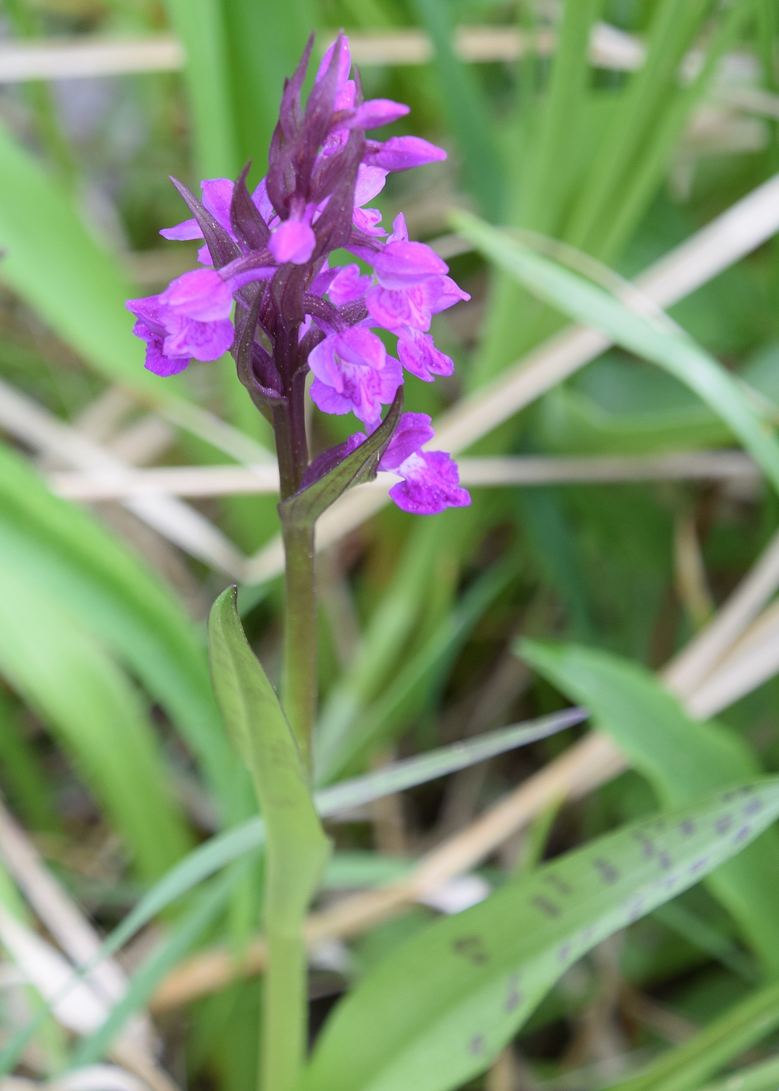 Jochart-21052020-(38) - Strasse - cf Dactylorhiza majalis - Breitblatt-Fingerwurz.JPG