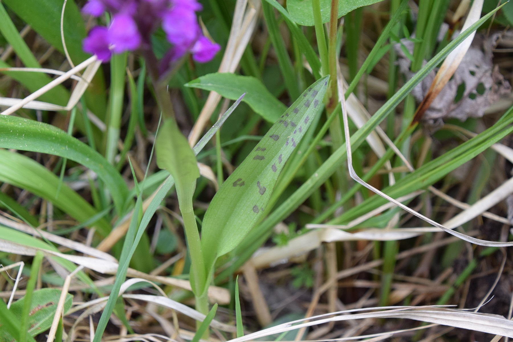 Jochart-21052020-(39) - Strasse - cf Dactylorhiza majalis - Breitblatt-Fingerwurz.JPG