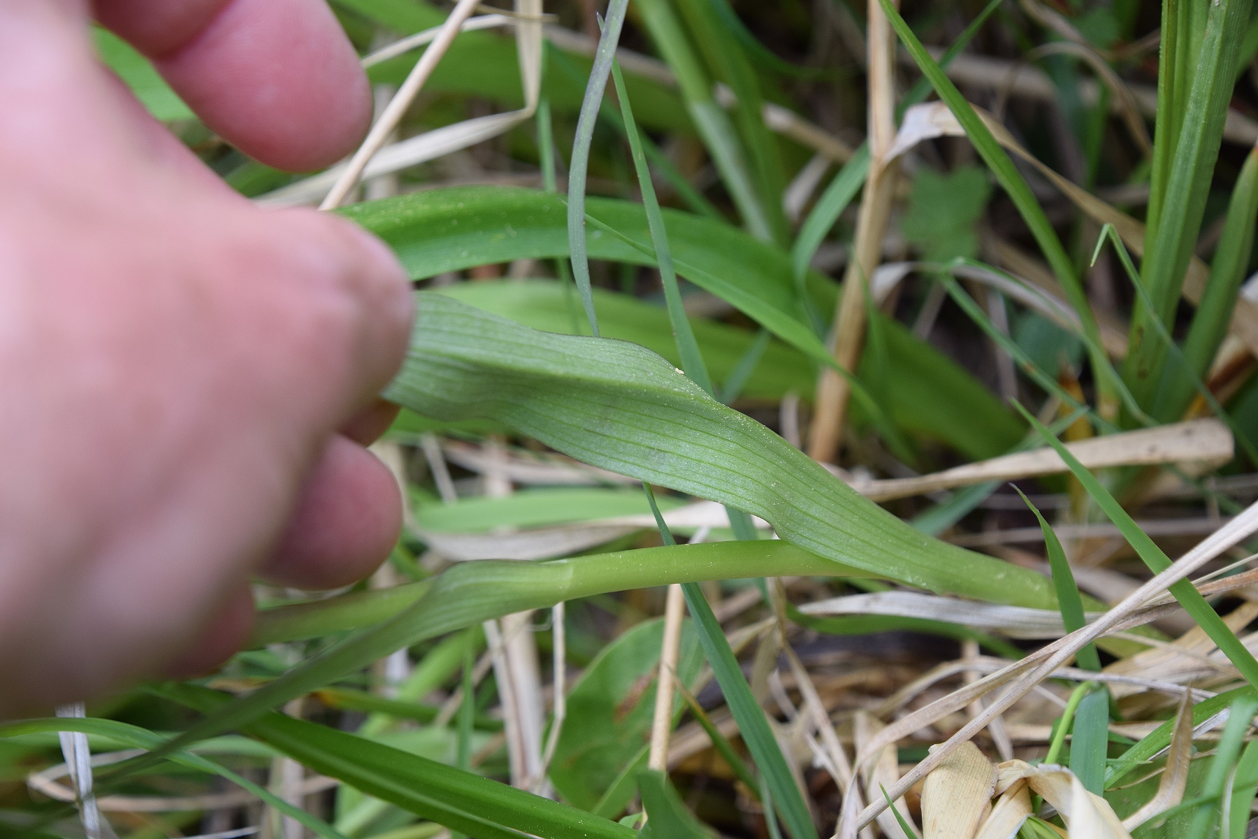 Jochart-21052020-(40) - Strasse - cf Dactylorhiza majalis - Breitblatt-Fingerwurz.JPG