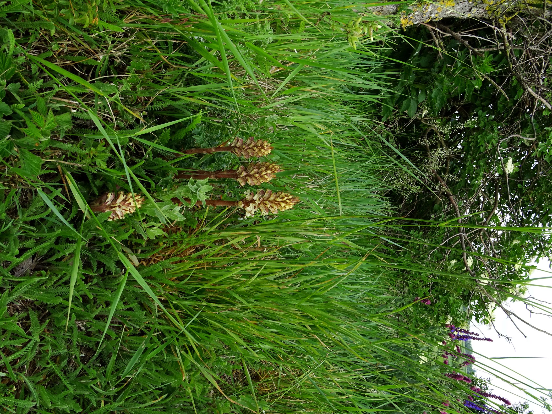 DSC08747 spitzerberg orobanche reticulata reticulata.JPG