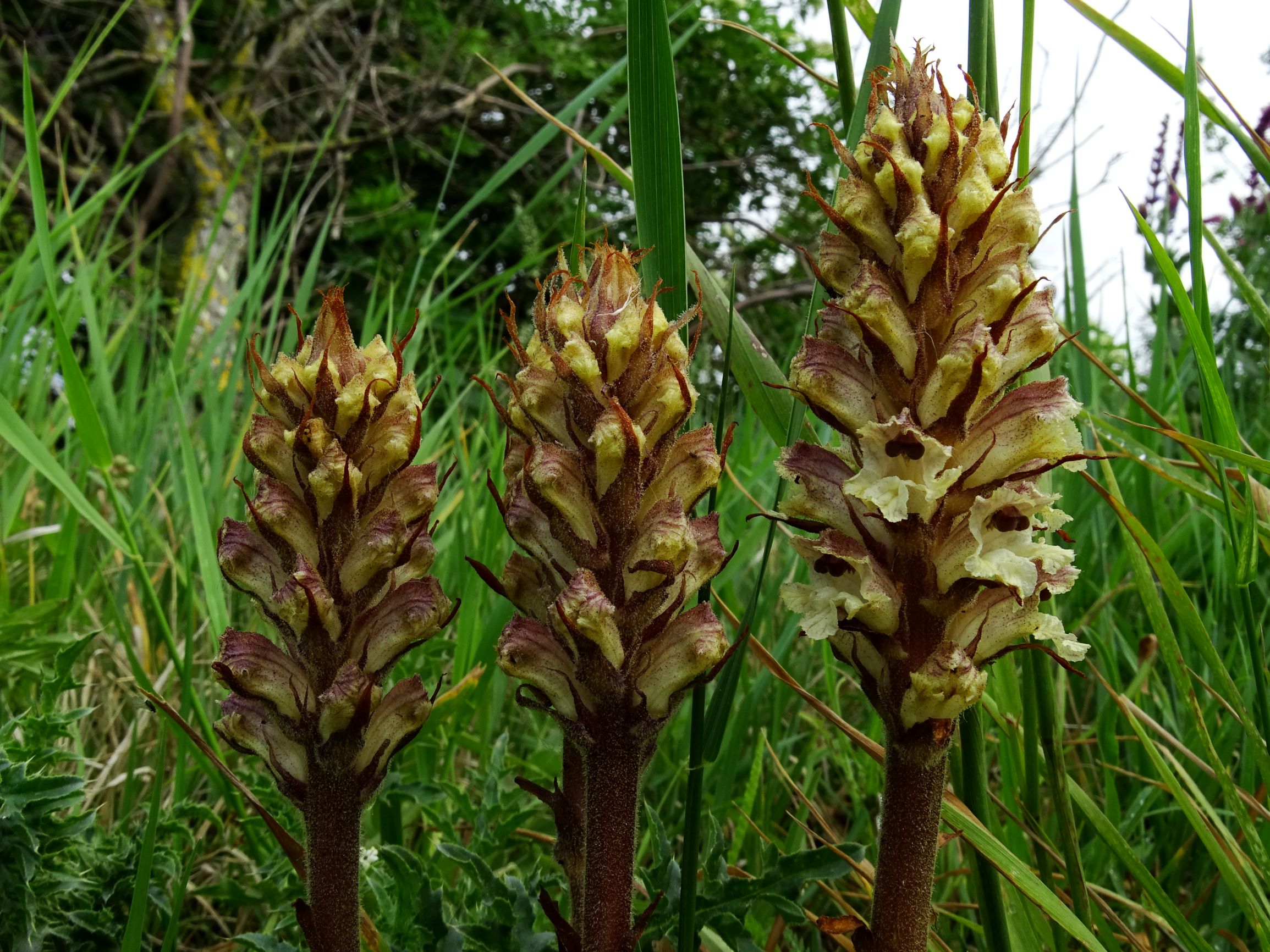 DSC08718 spitzerberg orobanche reticulata reticulata.JPG