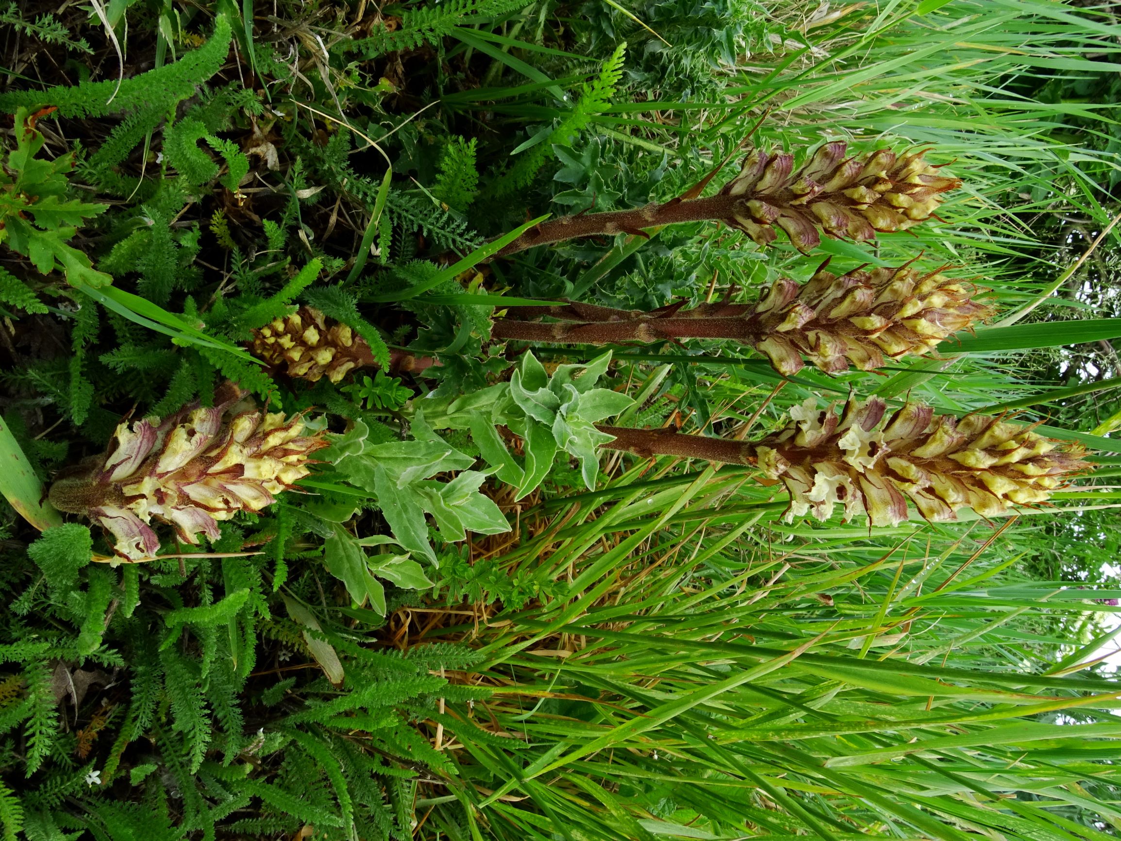 DSC08720 spitzerberg orobanche reticulata reticulata.JPG