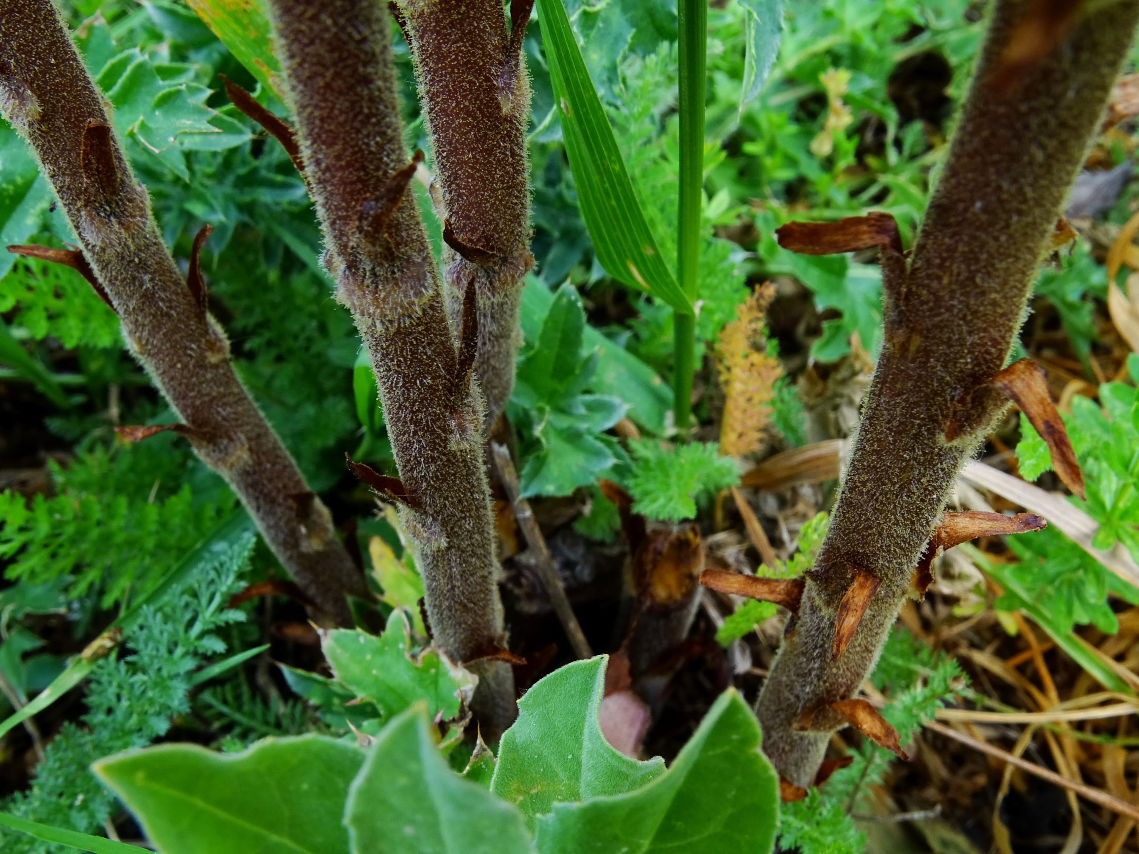 DSC08726 spitzerberg orobanche reticulata reticulata.JPG