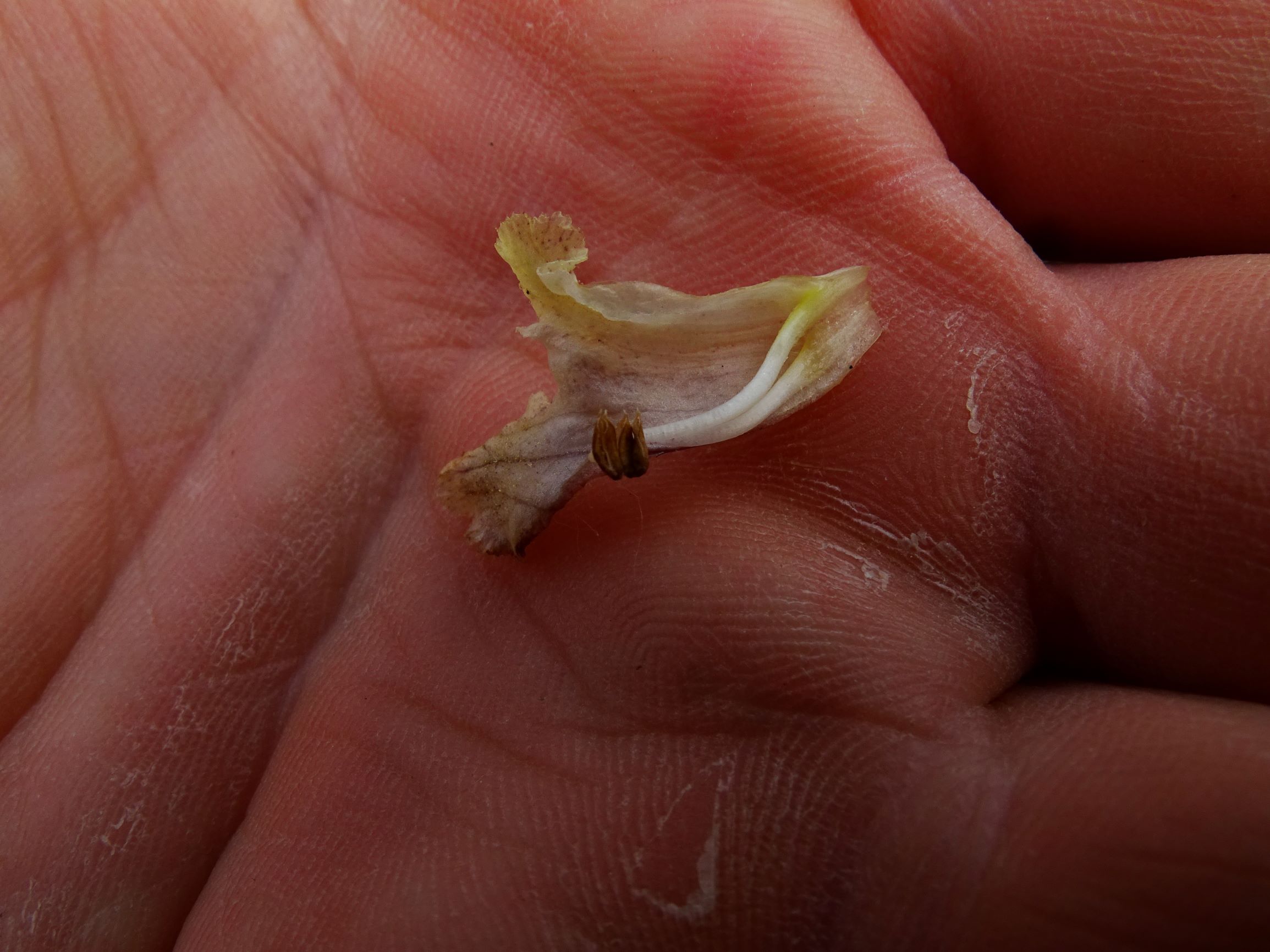 DSC08729 spitzerberg orobanche reticulata reticulata.JPG