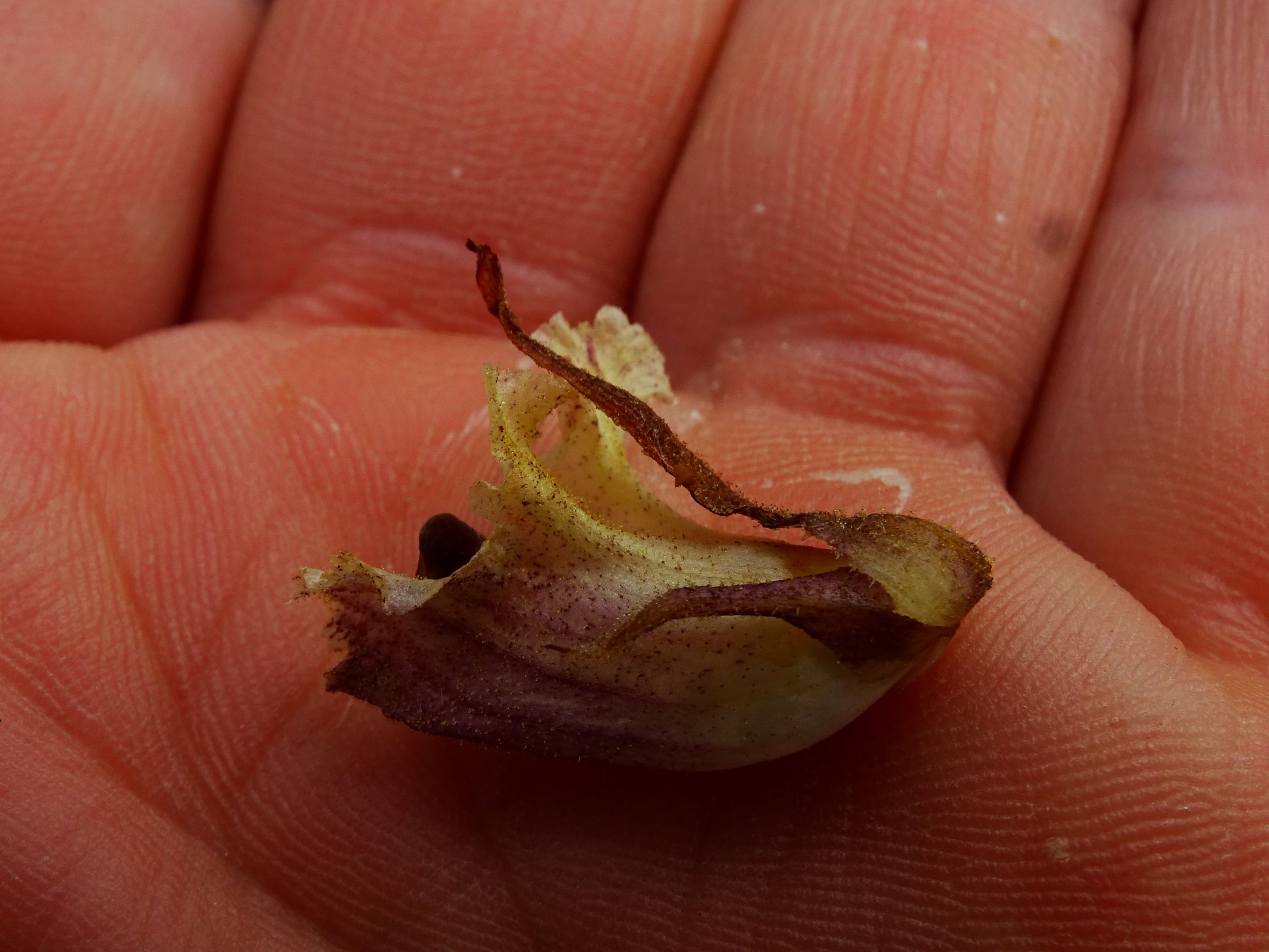 DSC08733 spitzerberg orobanche reticulata reticulata.JPG