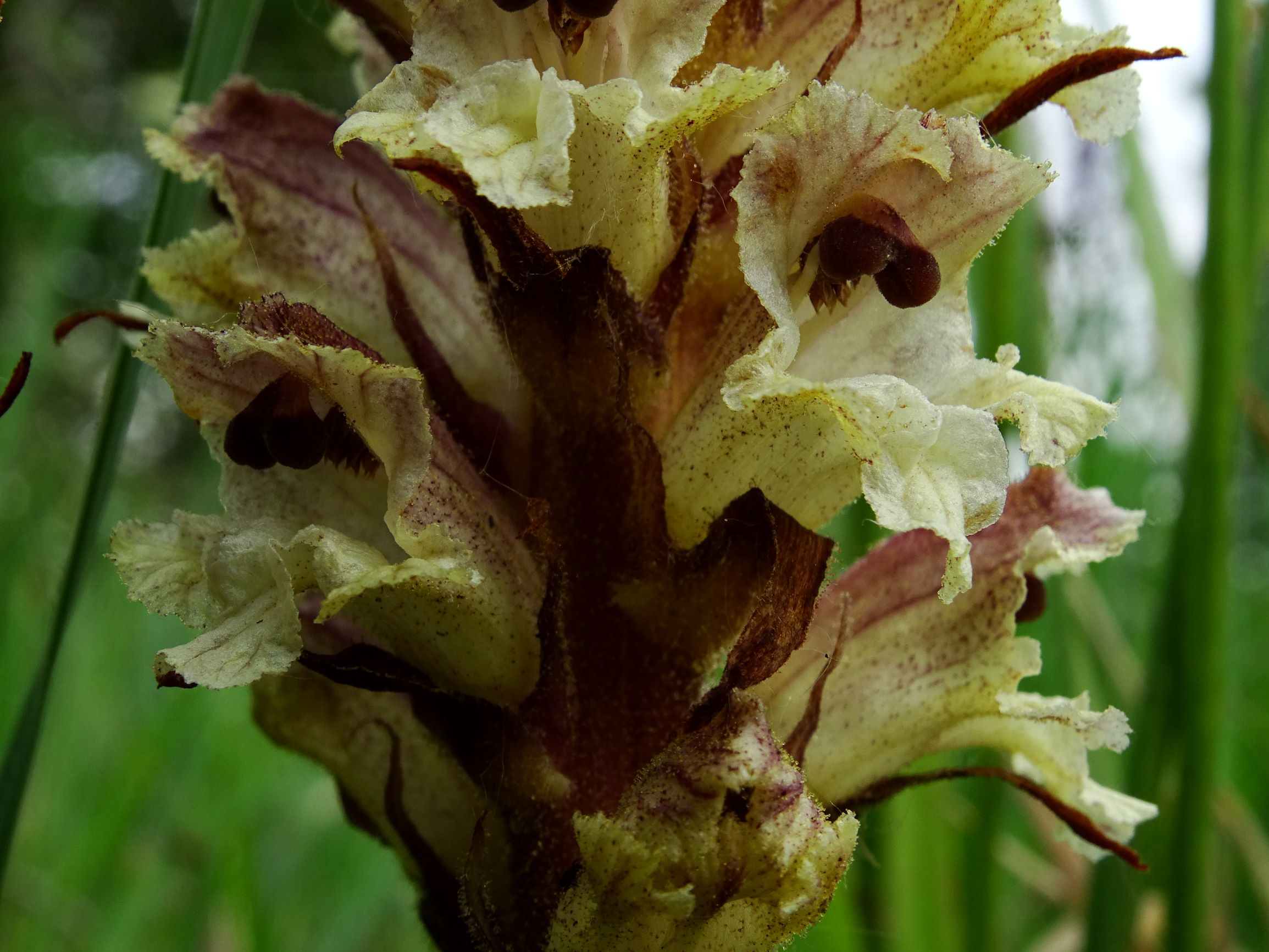 DSC08743 spitzerberg orobanche reticulata reticulata.JPG