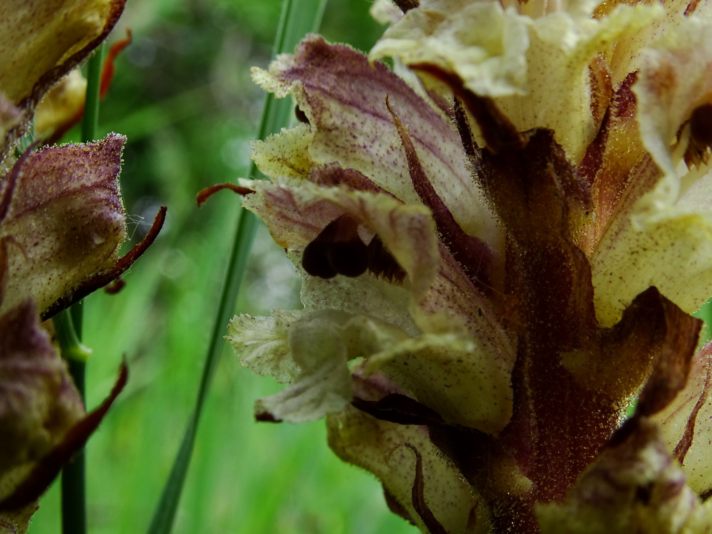 DSC08745 spitzerberg orobanche reticulata reticulata.JPG