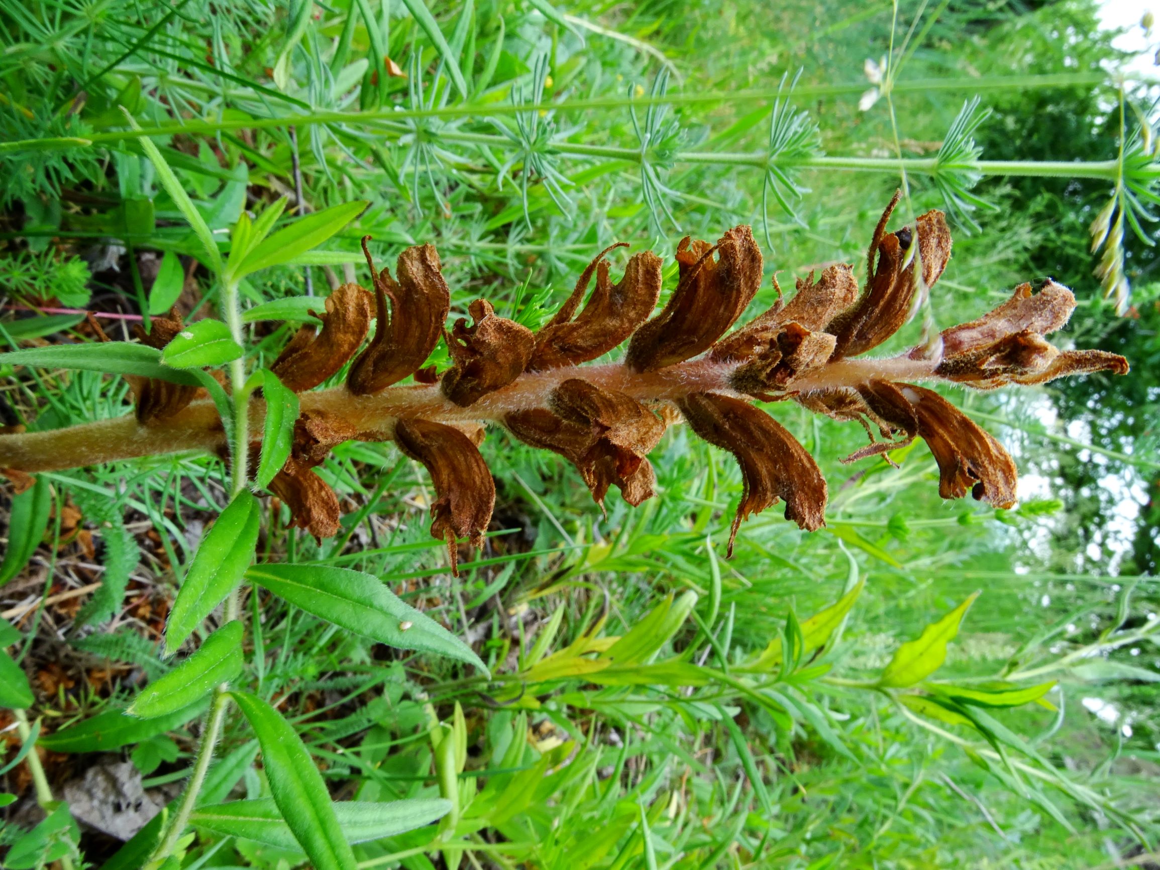 DSC08765 spitzerberg orobanche sp..JPG