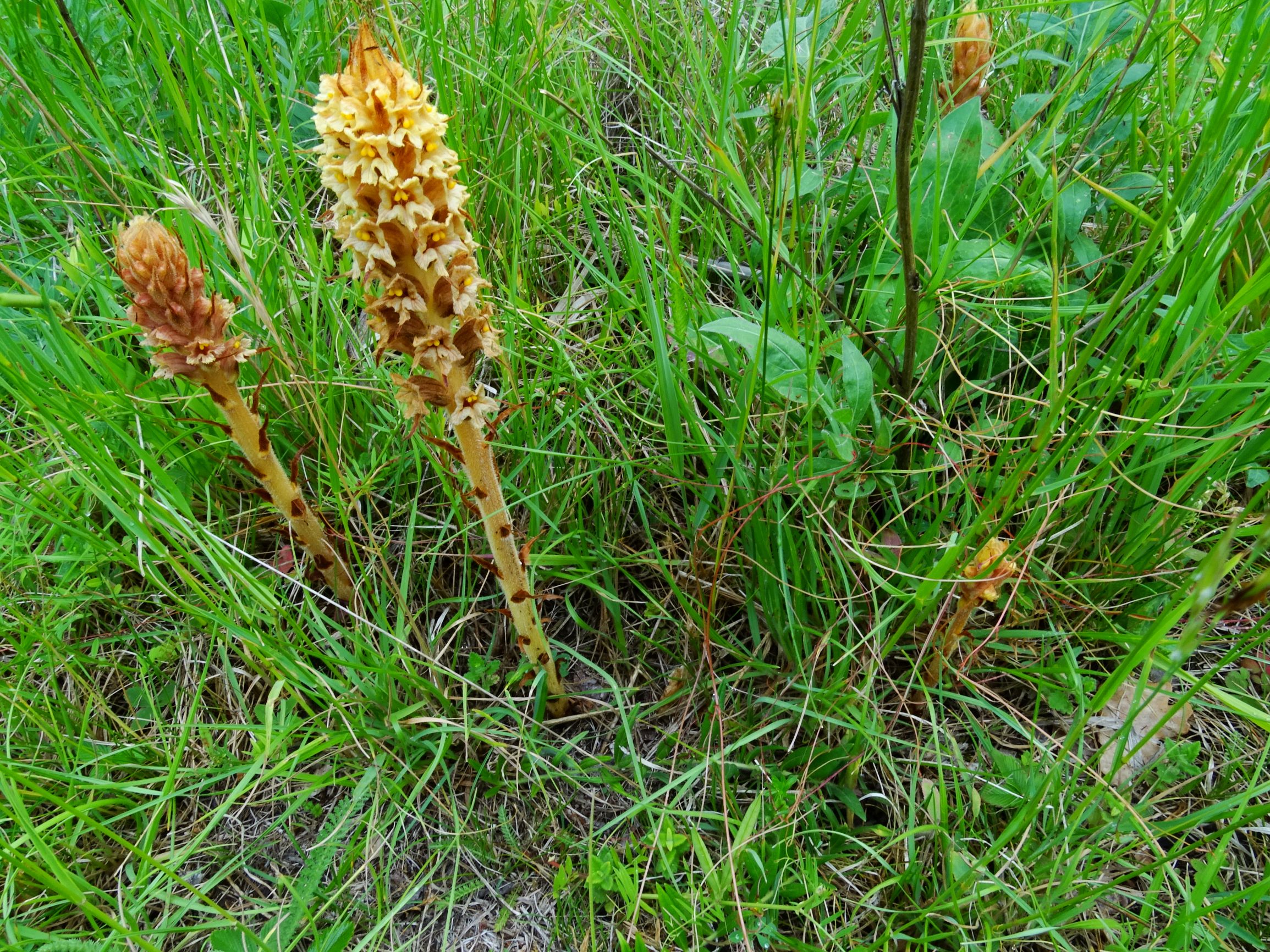 DSC08787 spitzerberg orobanche elatior.JPG