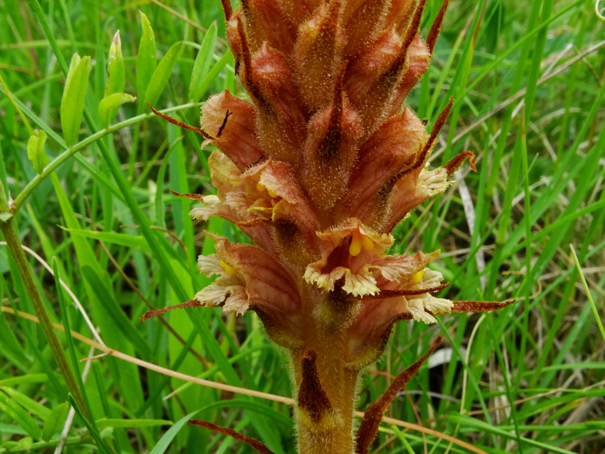 DSC08791 spitzerberg orobanche elatior.JPG