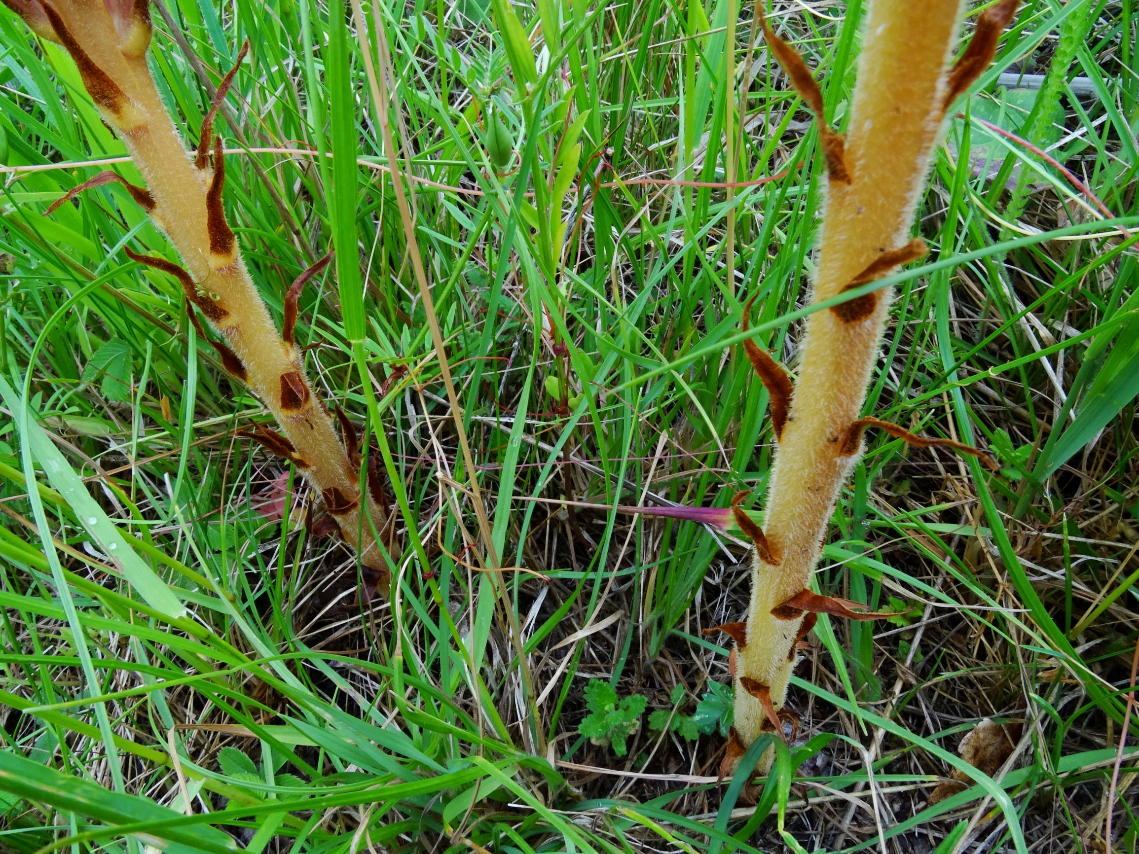 DSC08800 spitzerberg orobanche elatior.JPG