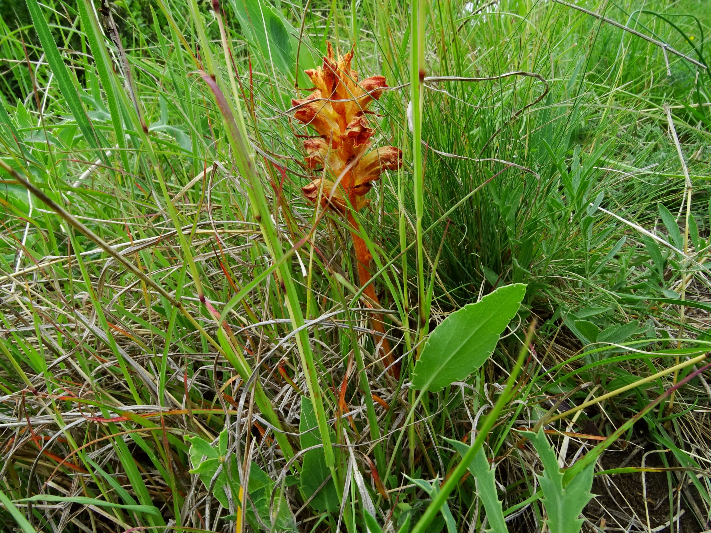 DSC08806 spitzerberg orobanche gracilis.JPG