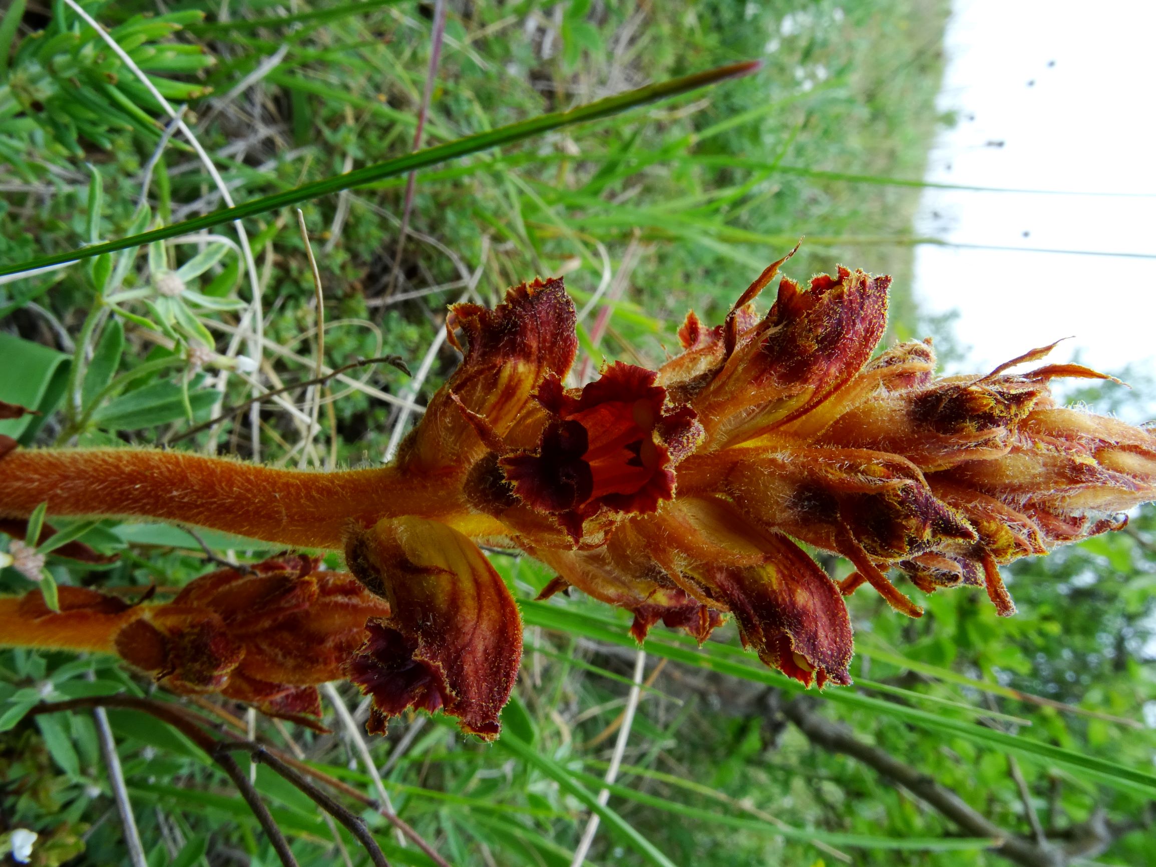 DSC08916 spitzerberg orobanche gracilis.JPG