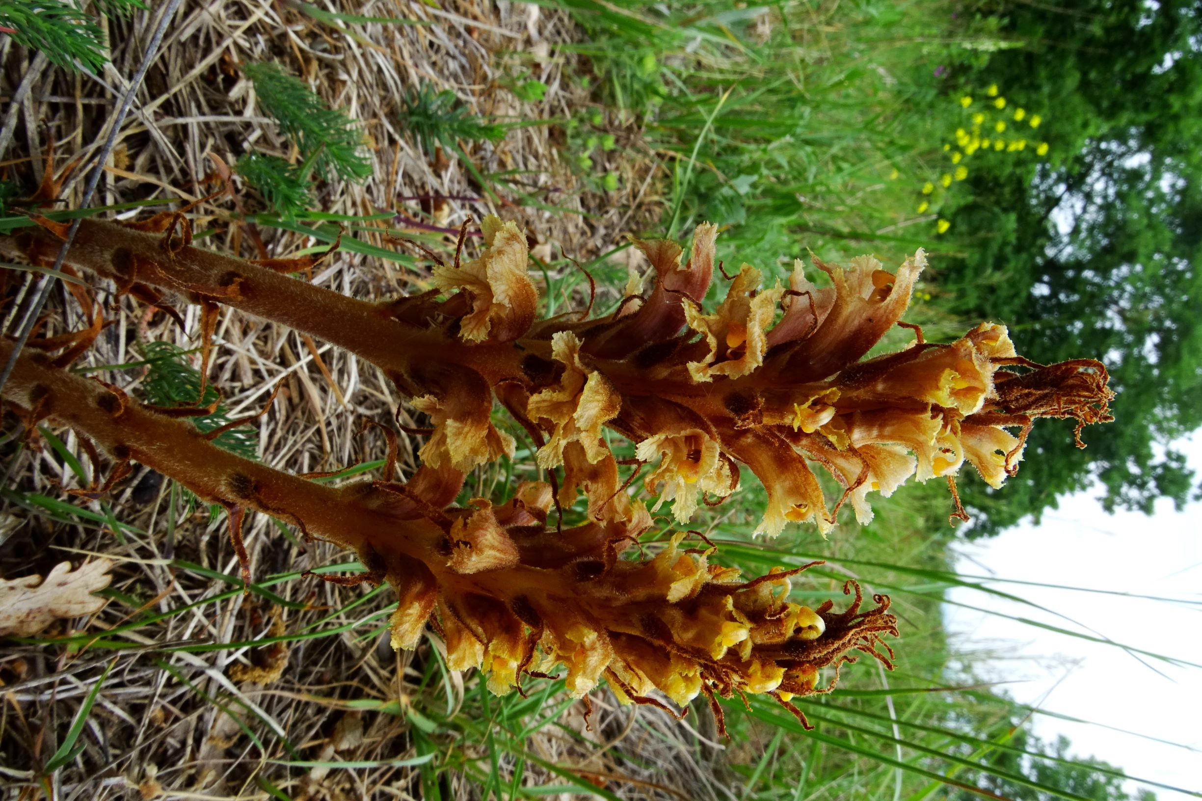 DSC08939 spitzerberg orobanche elatior.JPG