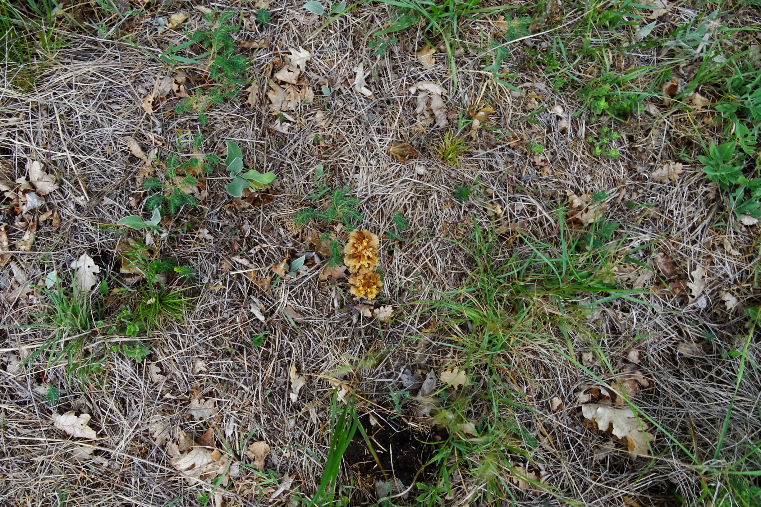 DSC08943 spitzerberg orobanche elatior, cyanus triumfetti.JPG