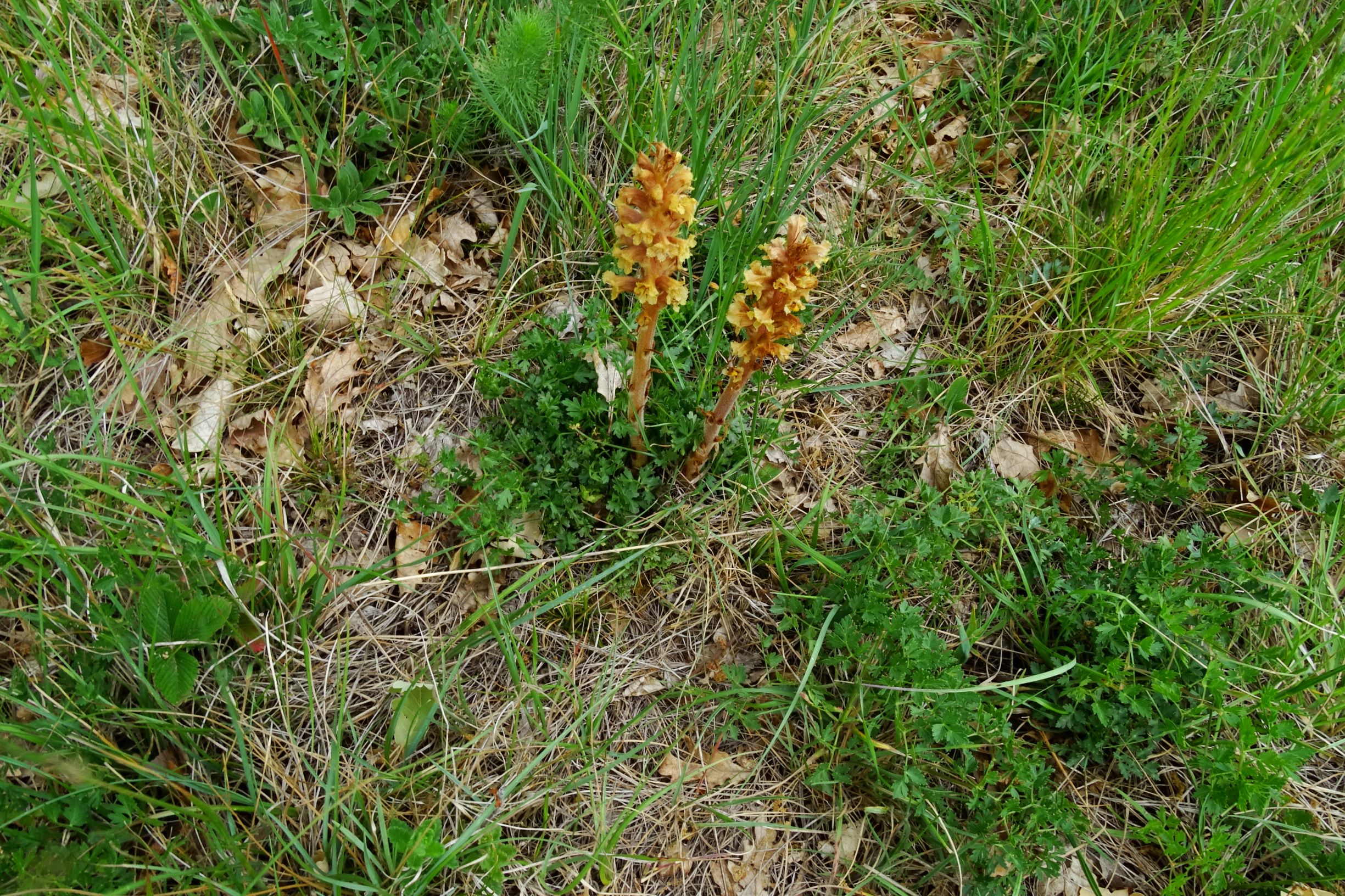 DSC08951 spitzerberg orobanche elatior.JPG