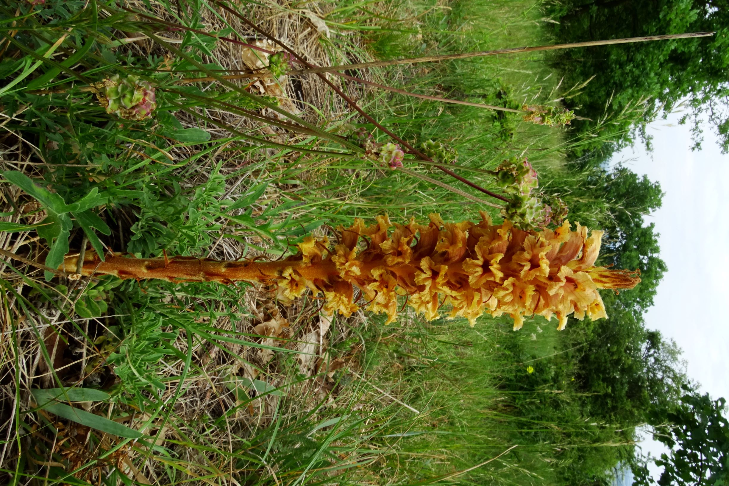 DSC08955 spitzerberg orobanche elatior.JPG