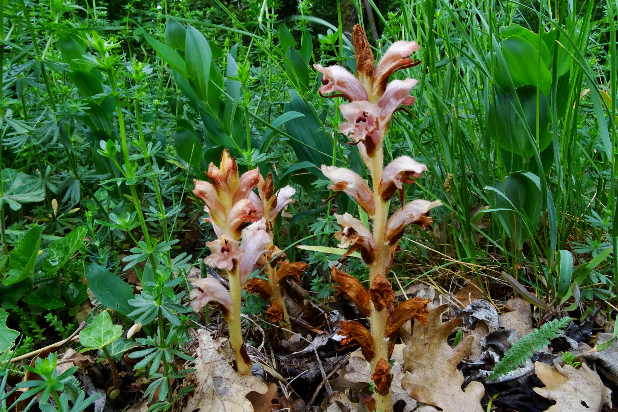 DSC09005 spitzerberg orobanche caryophyllacea.JPG