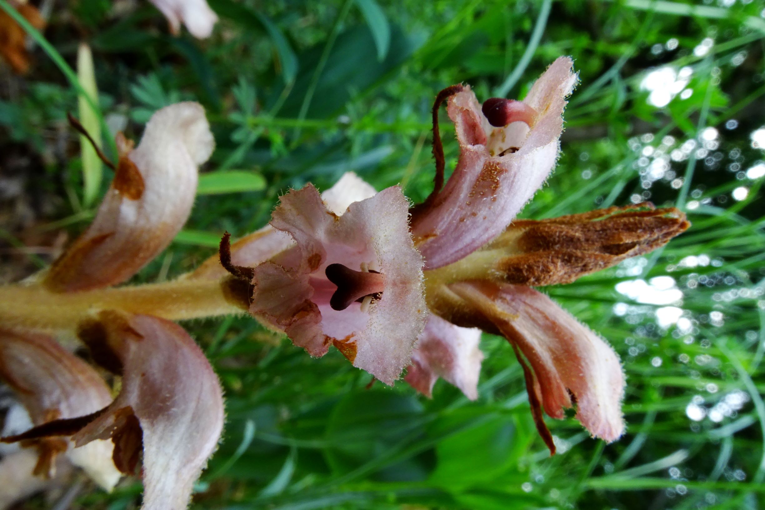 DSC09008 spitzerberg orobanche caryophyllacea.JPG