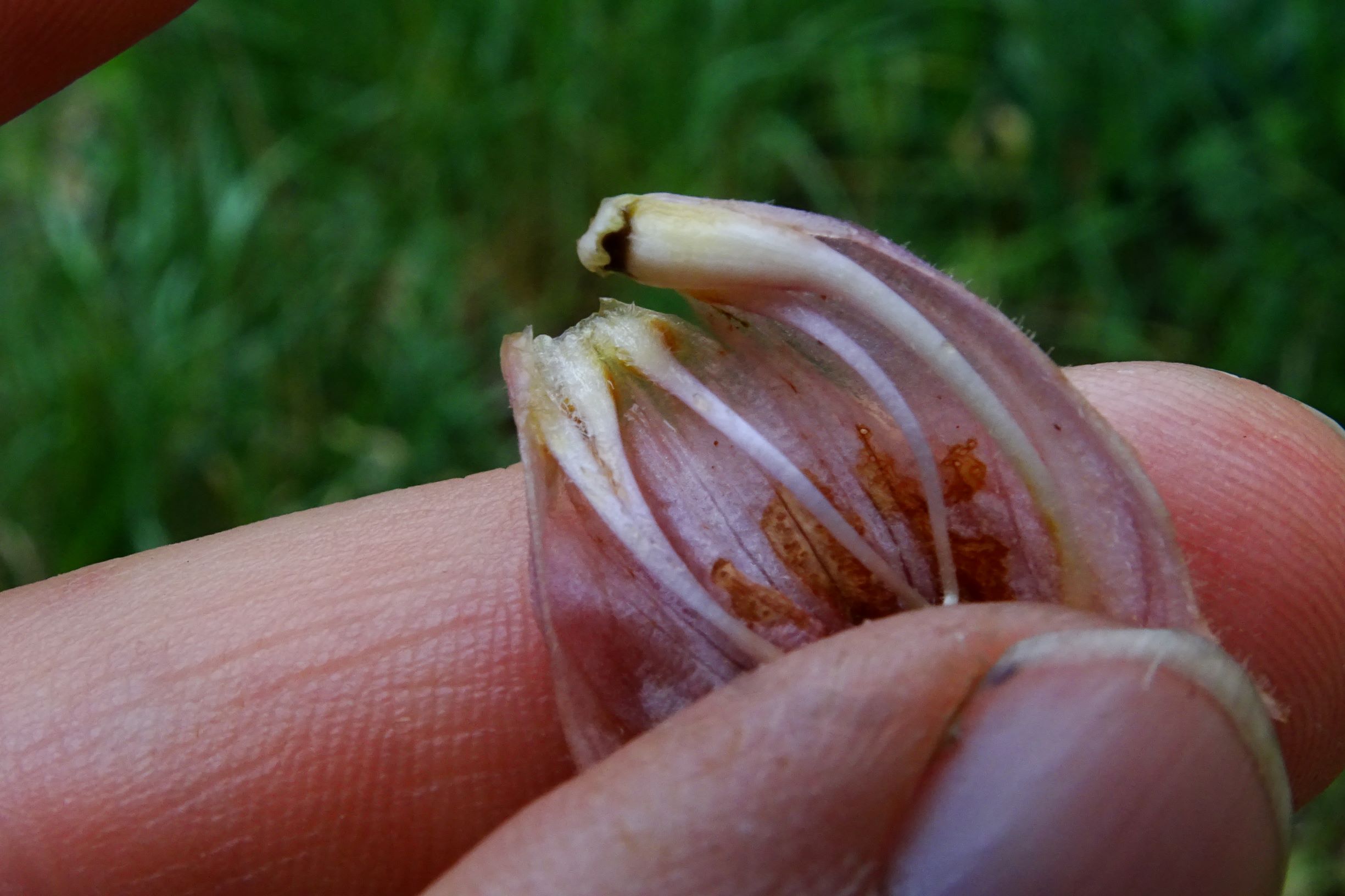 DSC09015 spitzerberg orobanche caryophyllacea.JPG