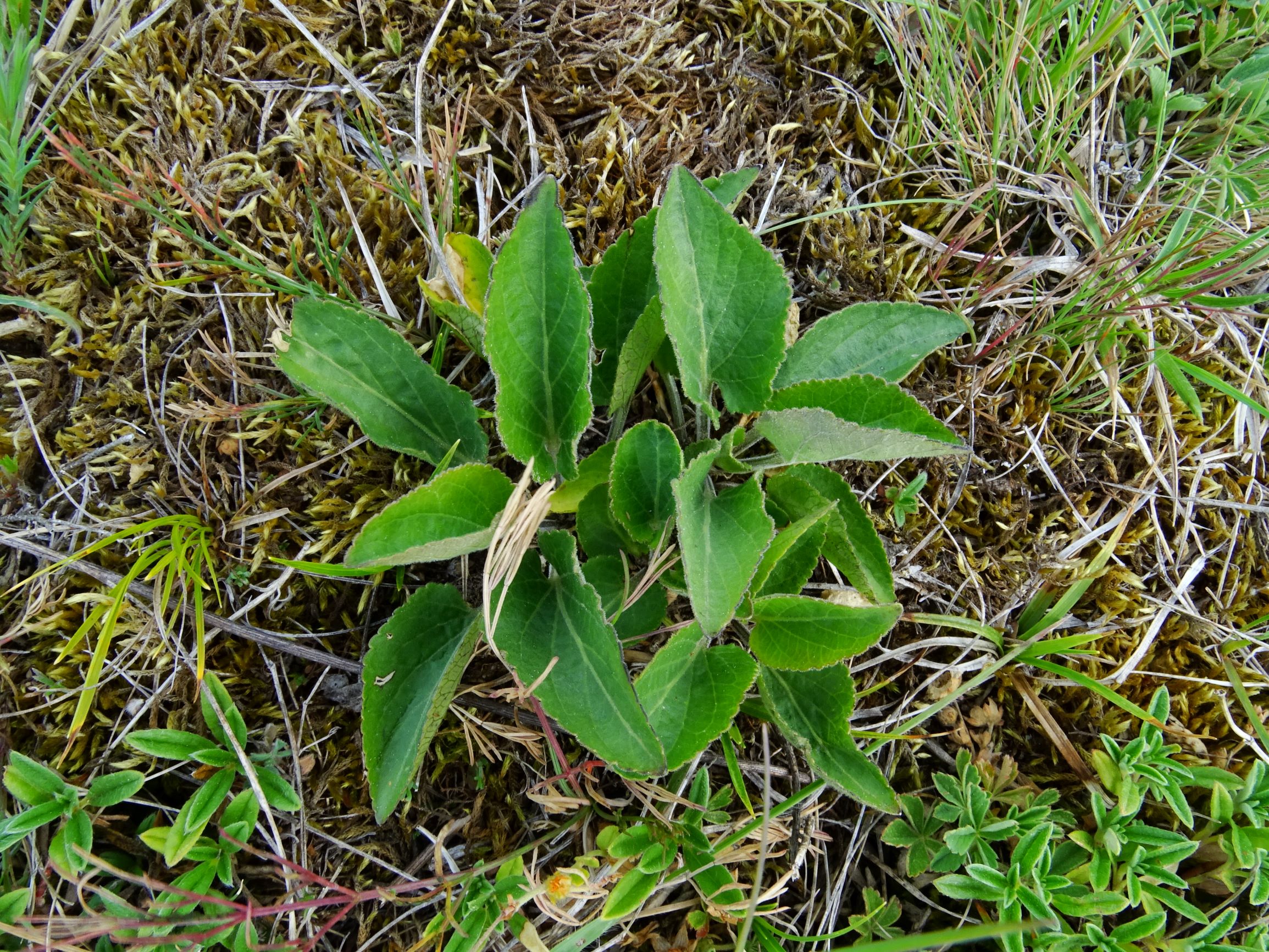 DSC08910 spitzerberg viola ambigua.JPG