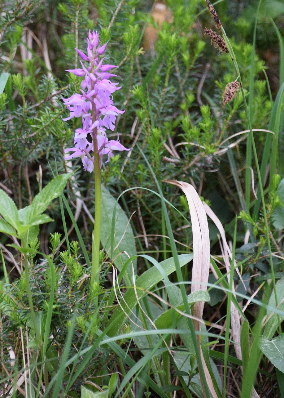 Kernhof-Zoo-22052020-(32) - Orchis mascula ssp. speciosa - Prächtiges Manns-Knabenkraut.JPG